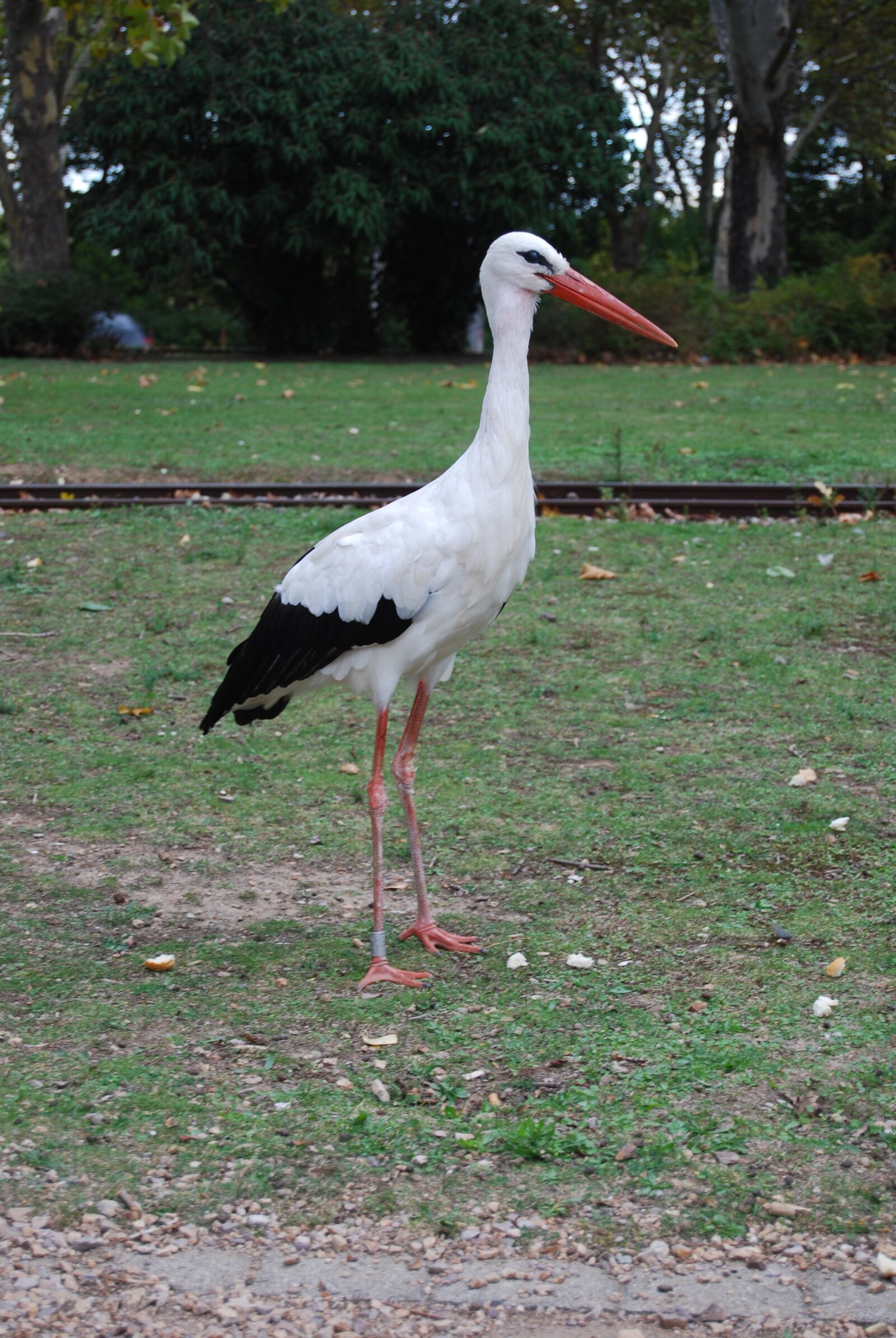Nikon D60 sample photo. Stork, adebar, rattle stork photography