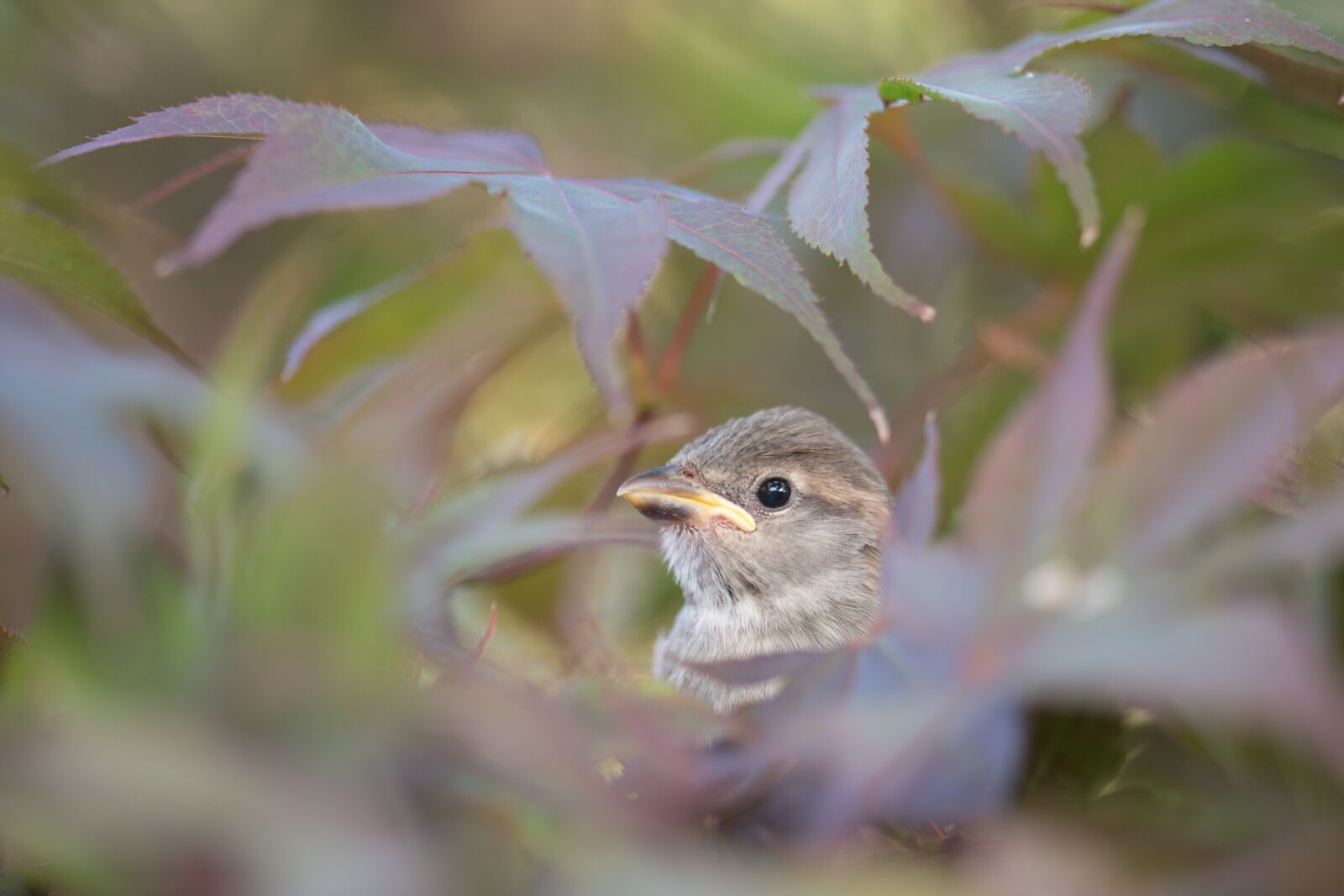 Nikon D5600 sample photo. Sparrow, bird, nature photography