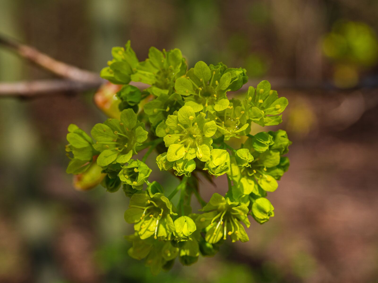 Olympus OM-D E-M10 III sample photo. Maple, flower, spring photography