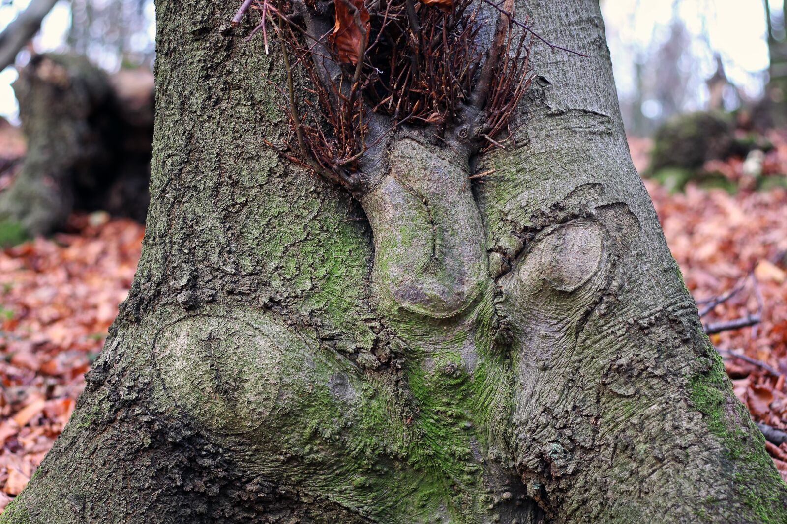 Canon EOS 700D (EOS Rebel T5i / EOS Kiss X7i) + Canon EF 50mm F1.8 STM sample photo. Tree, funny face, forest photography