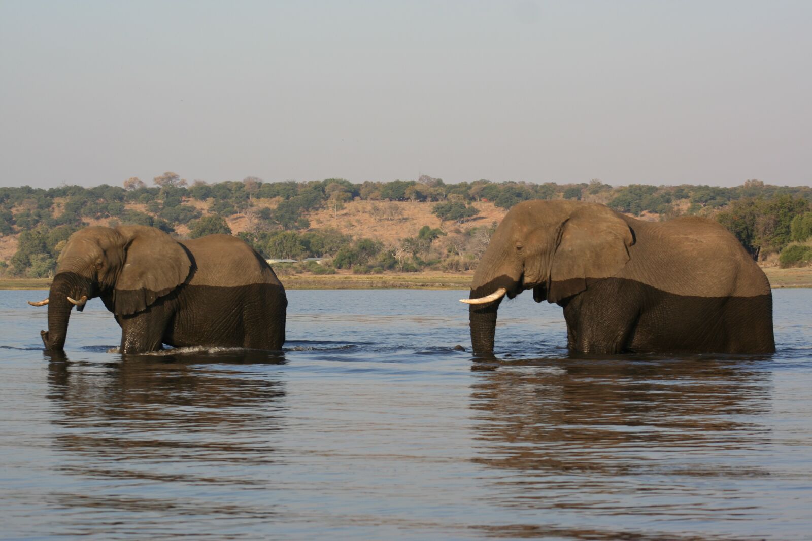 Canon EOS 350D (EOS Digital Rebel XT / EOS Kiss Digital N) sample photo. Nature, animal, elephant photography