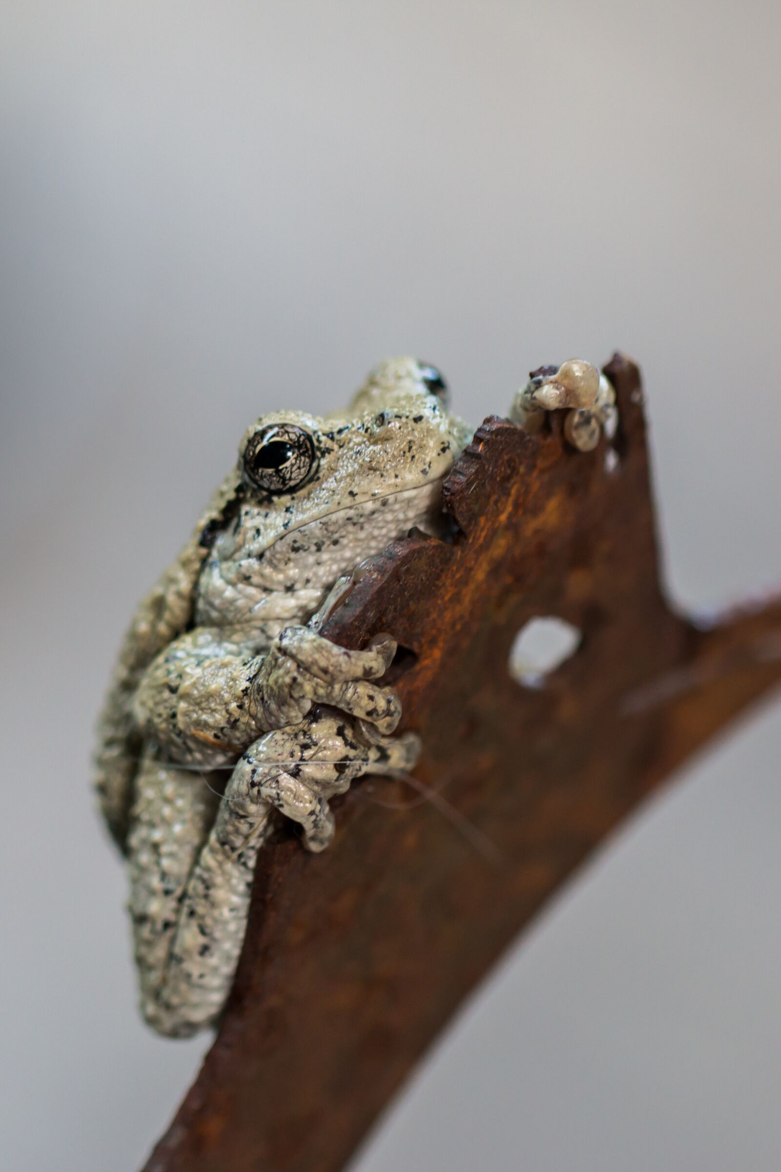 Canon EOS 70D sample photo. Tree frog, amphibian, nature photography
