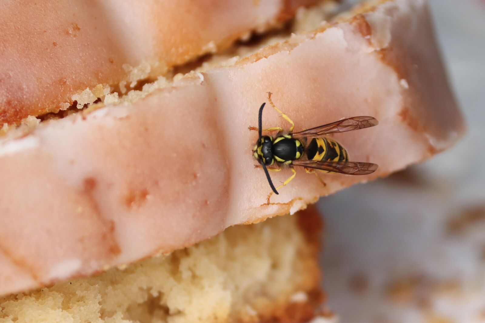 Canon EOS 200D (EOS Rebel SL2 / EOS Kiss X9) sample photo. Wasp, insect, cake photography