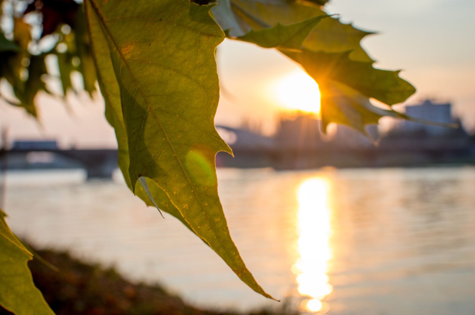 Nikon D3200 sample photo. Summer, leaf, sunset photography