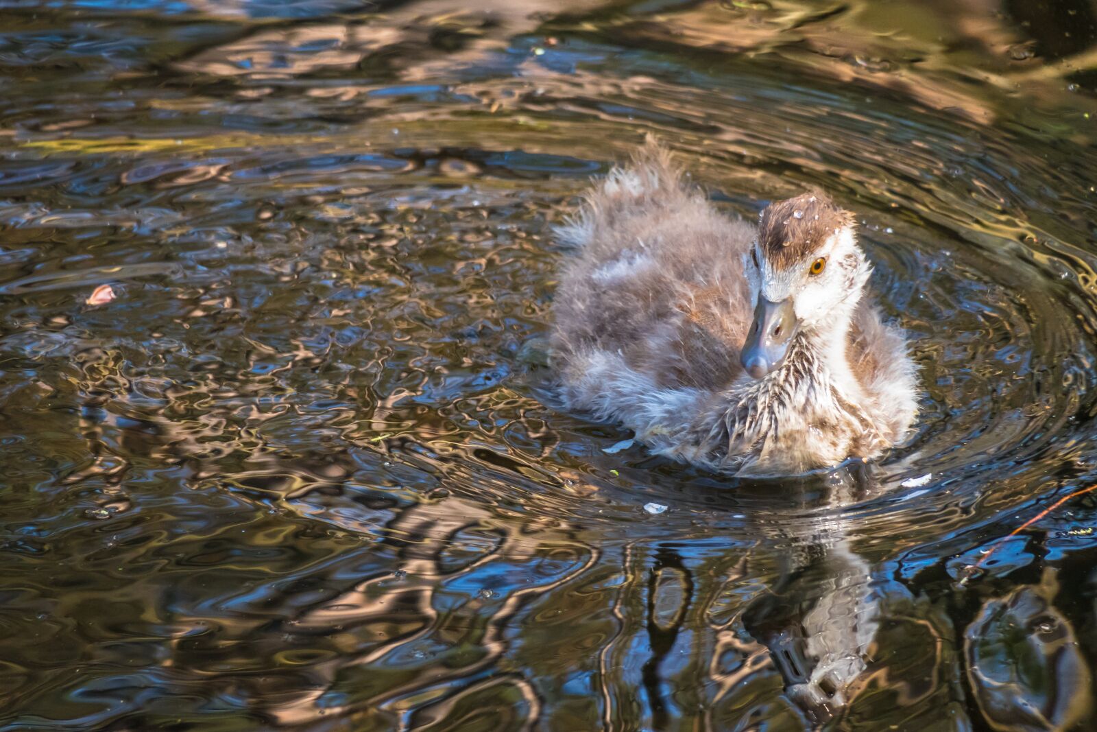 Canon PowerShot G3 X sample photo. Nilgans, chicks, goose photography