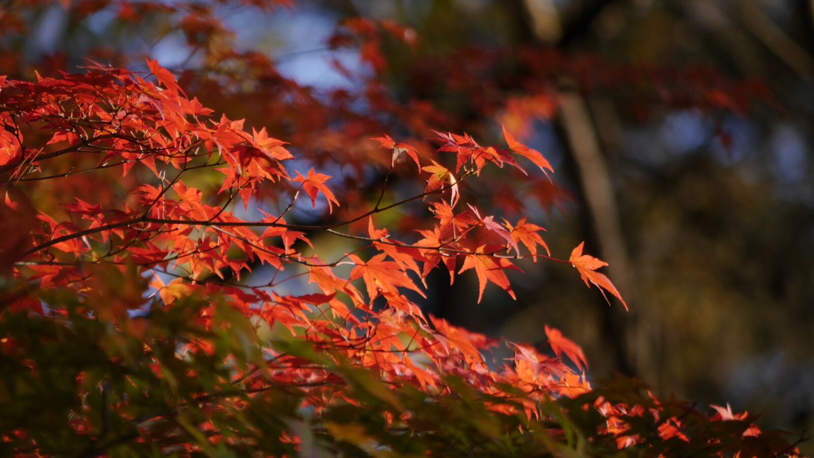 Panasonic Lumix DMC-G6 sample photo. Maple, autumnal leaves, south photography