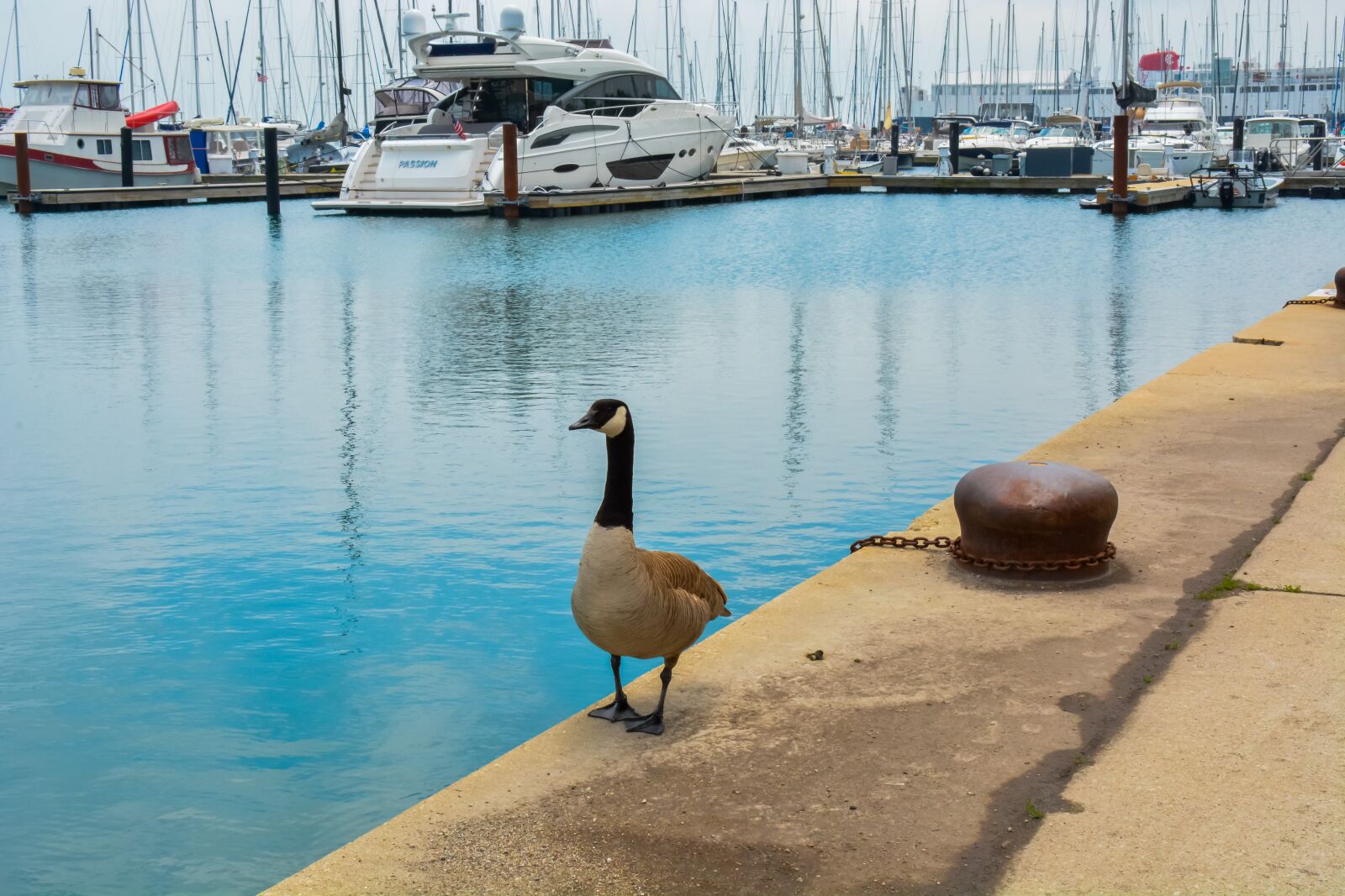Nikon D7100 sample photo. Duck, view, ocean photography