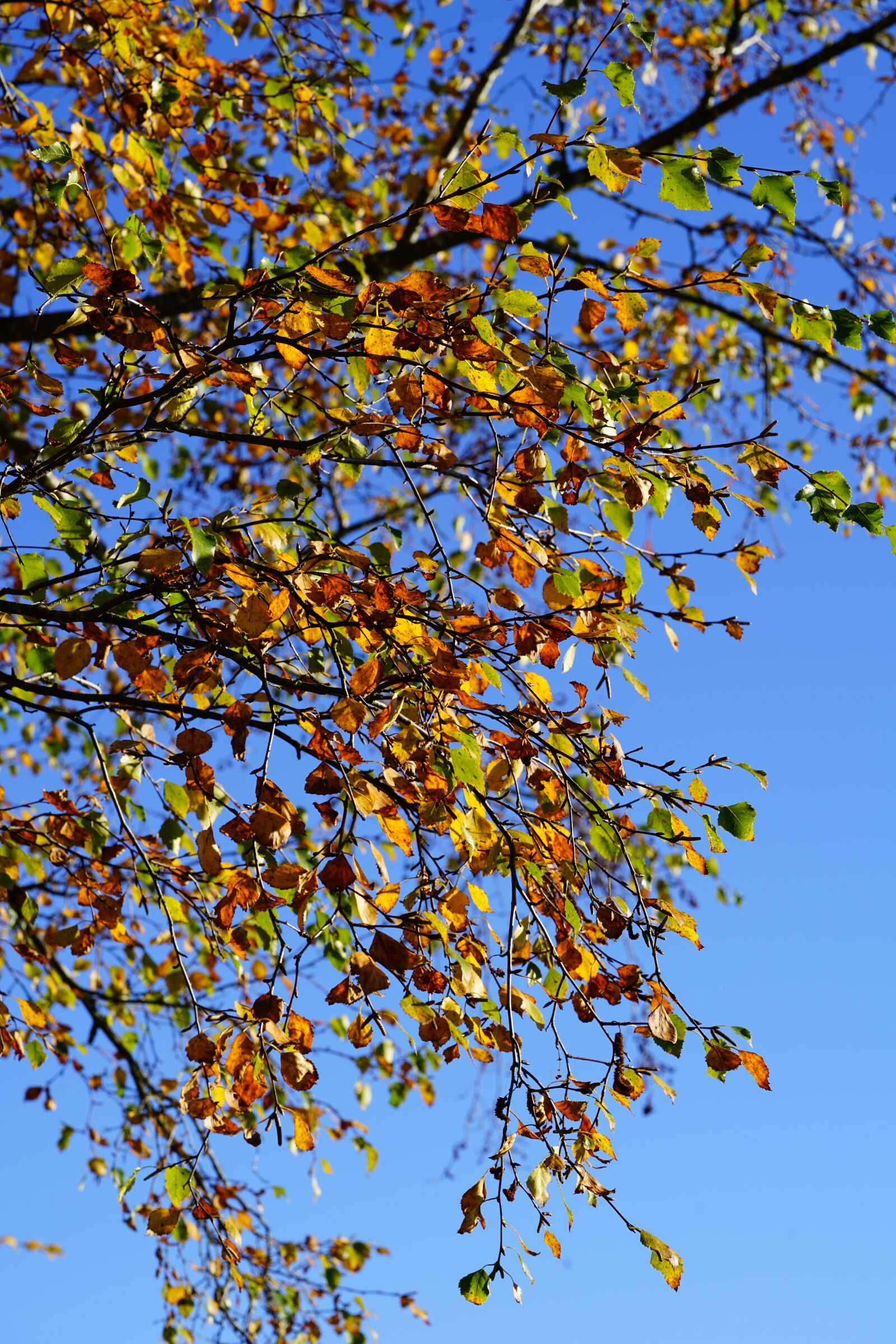 Sony a7R II + Sony FE 90mm F2.8 Macro G OSS sample photo. Firs, leaves, autumn photography