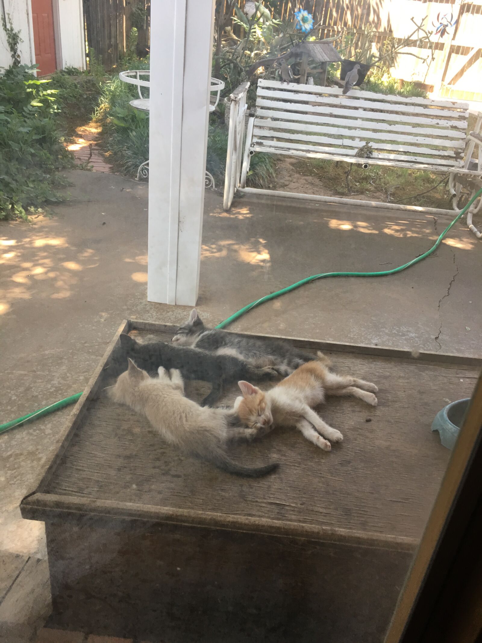 iPhone 6s Plus back camera 4.15mm f/2.2 sample photo. Four, sleeping, kittens photography