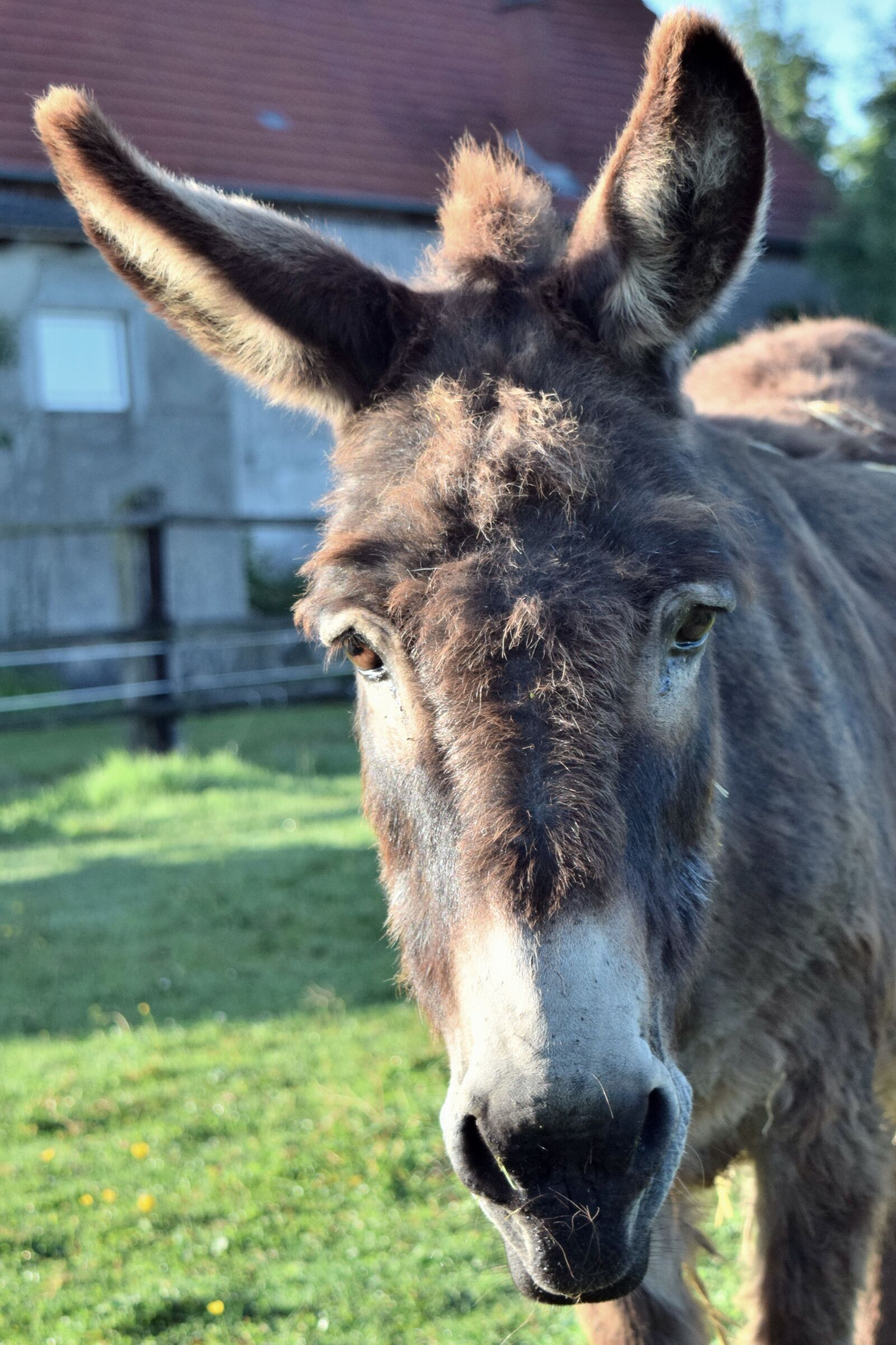 Nikon D3300 sample photo. Donkey, head, animal photography