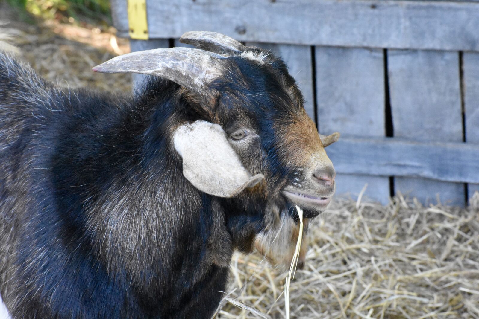 Nikon D3400 sample photo. Goat, animal, farm photography