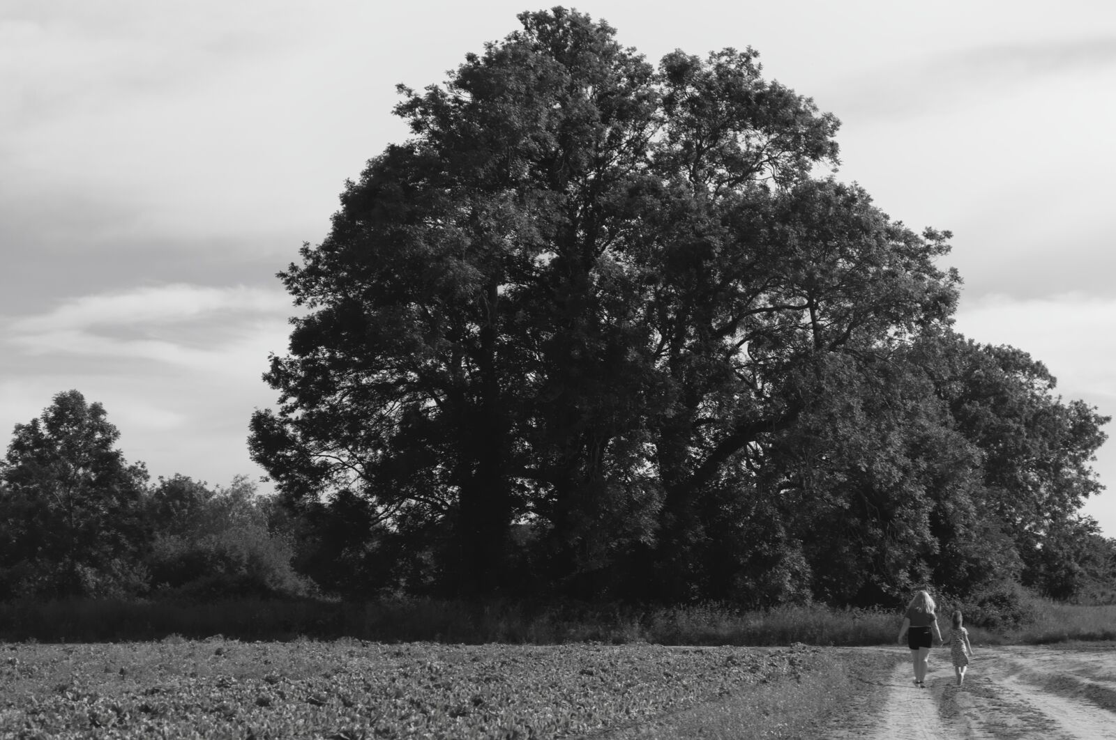 Nikon D3100 sample photo. Tree, walk, walking photography