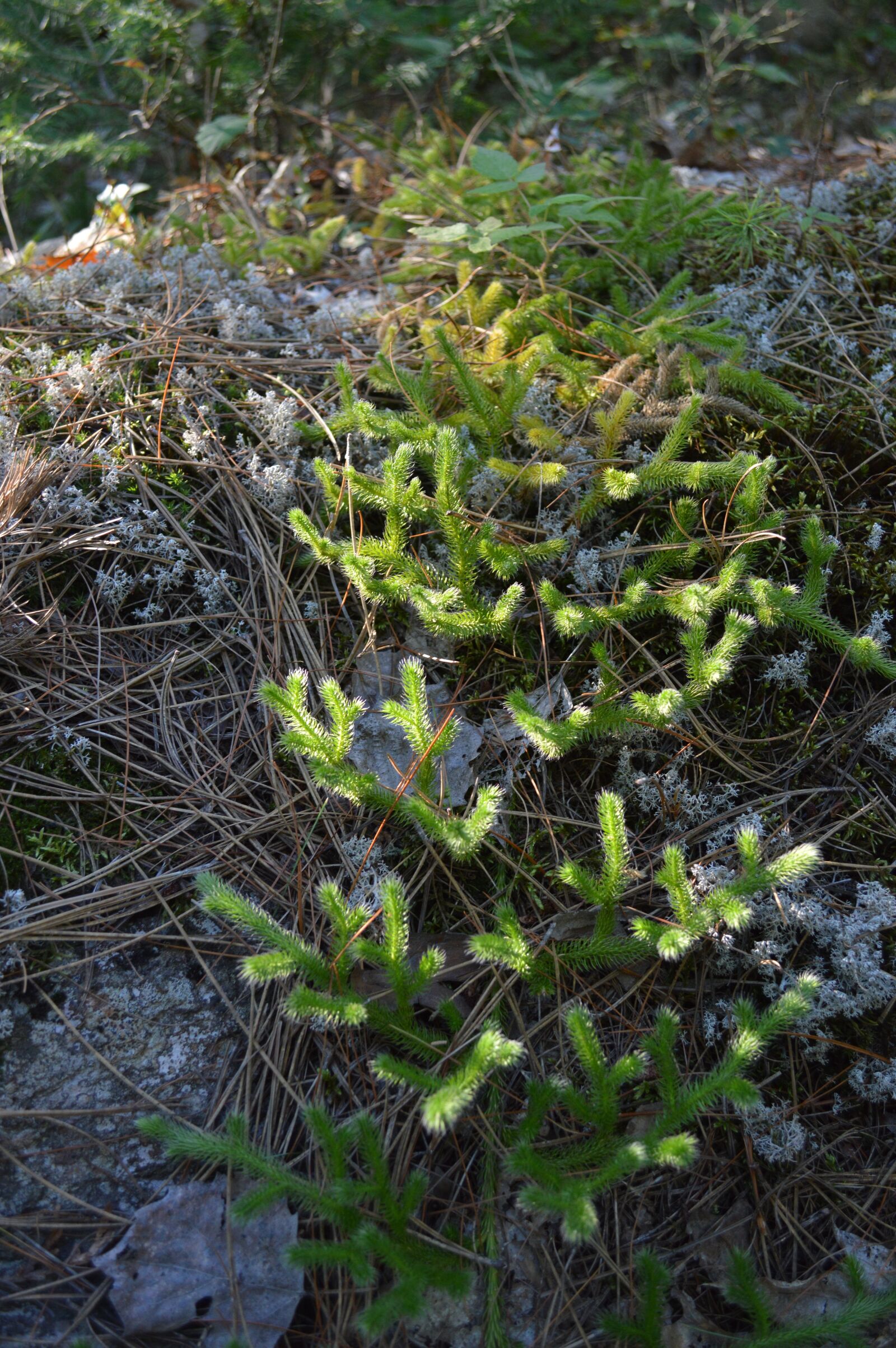 Nikon D3200 sample photo. Moss, texture, green photography