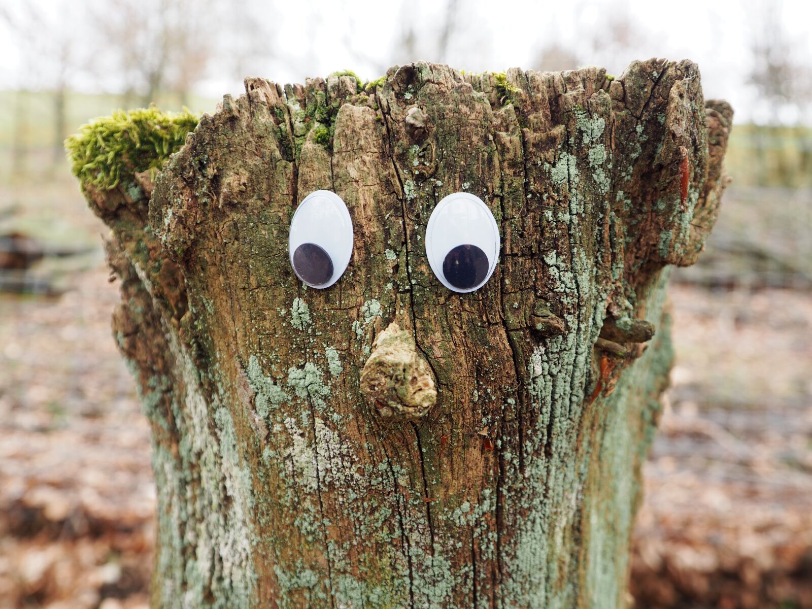 Olympus OM-D E-M10 + OLYMPUS M.12-50mm F3.5-6.3 sample photo. Tree, tree stump, face photography