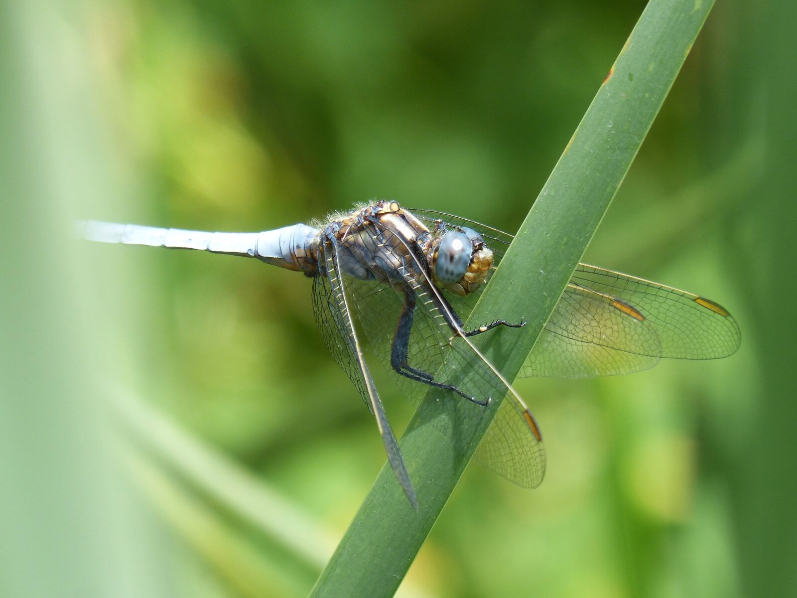 Panasonic DMC-FZ62 sample photo. Blue dragonfly, leaf, wetland photography