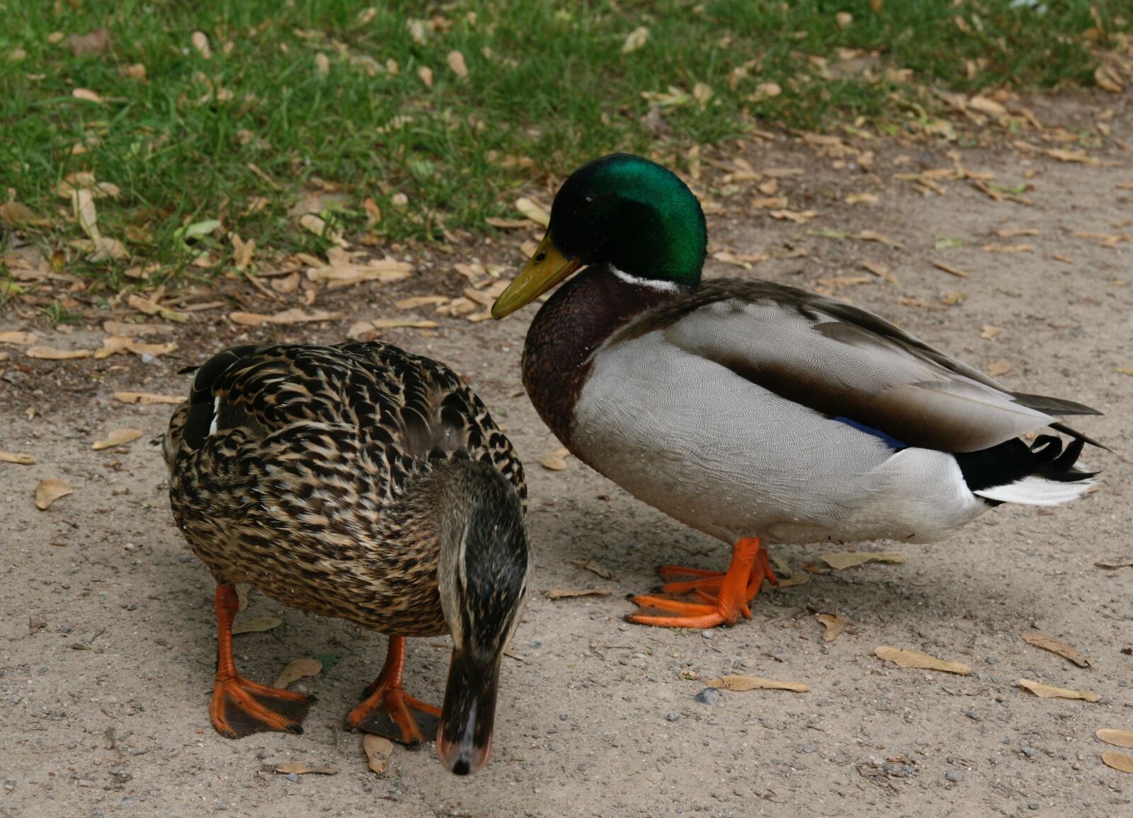 Canon EOS 400D (EOS Digital Rebel XTi / EOS Kiss Digital X) sample photo. Ducks, pair of ducks photography