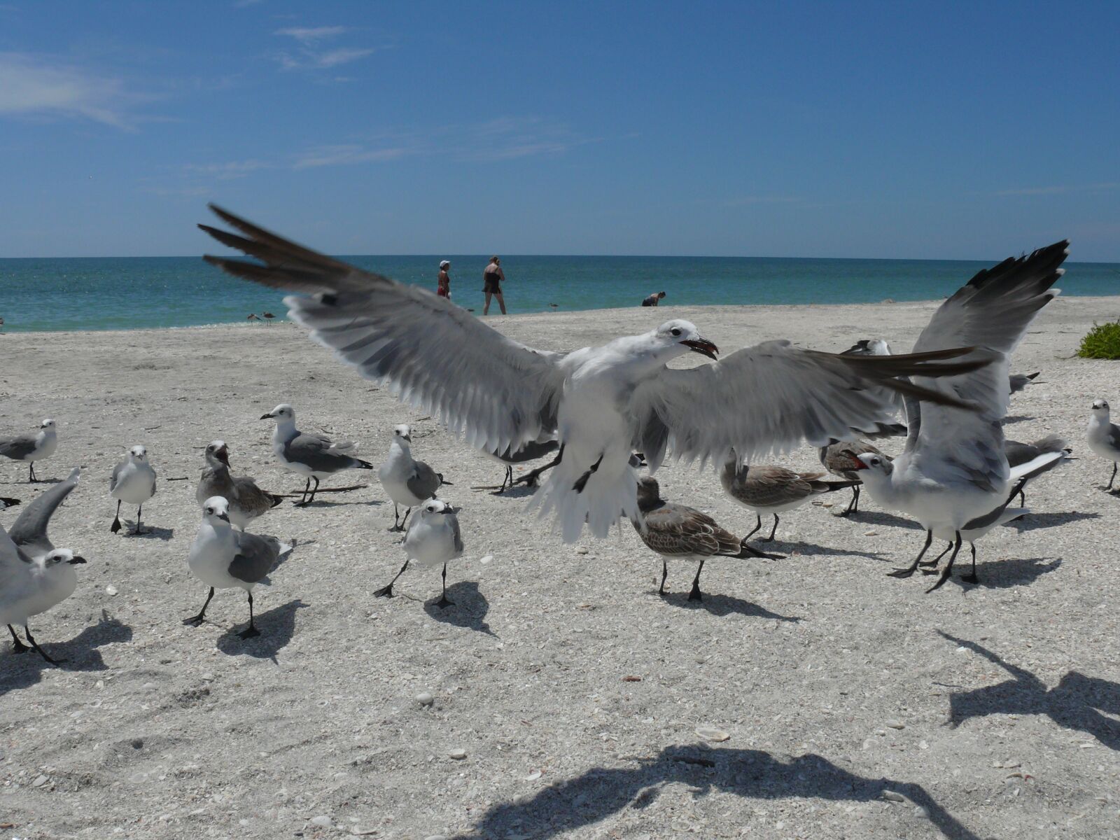 Panasonic DMC-FZ50 sample photo. Gulls, beach, new zealand photography