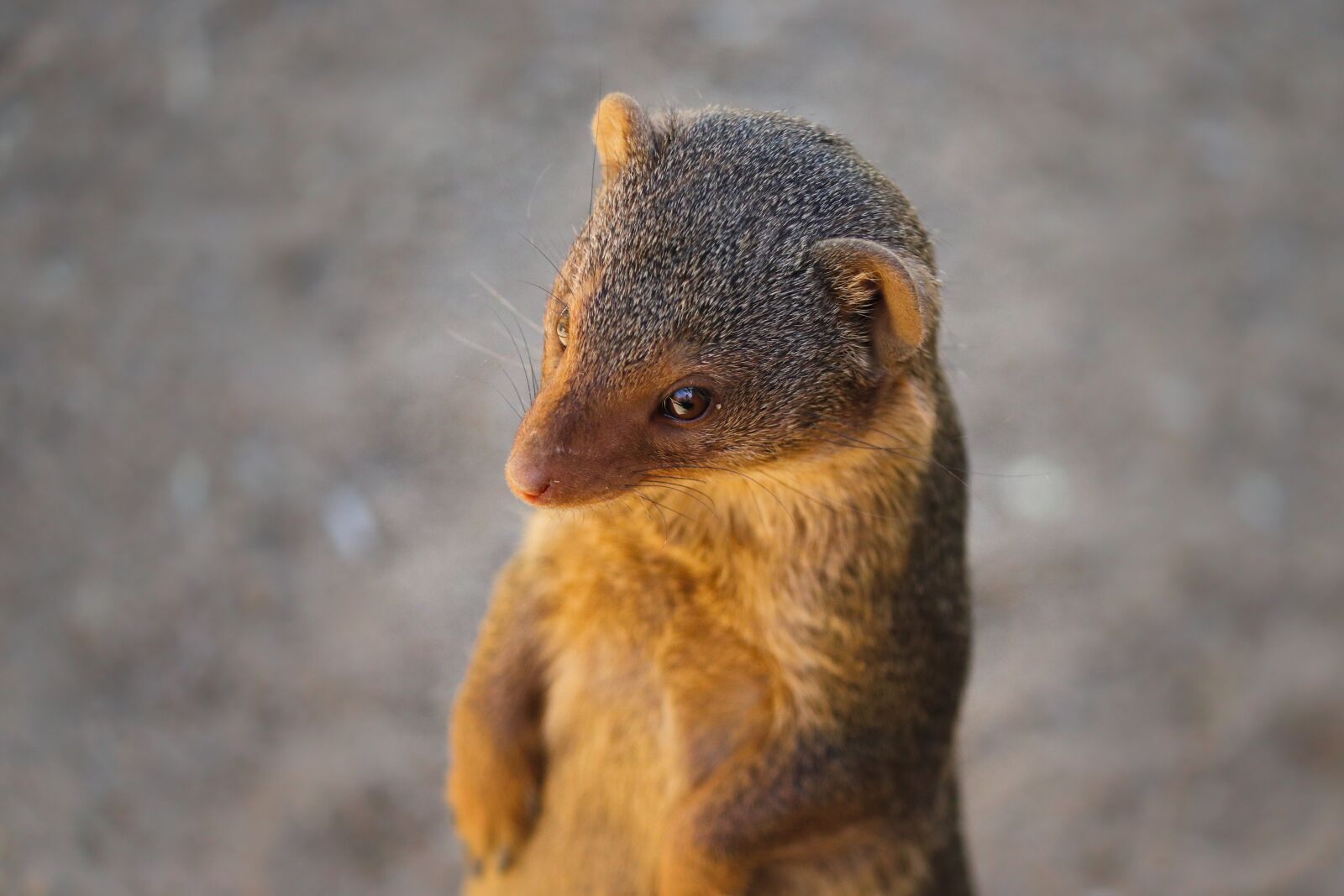 Canon EOS 200D (EOS Rebel SL2 / EOS Kiss X9) sample photo. Mongoose, scharrtier, predator photography