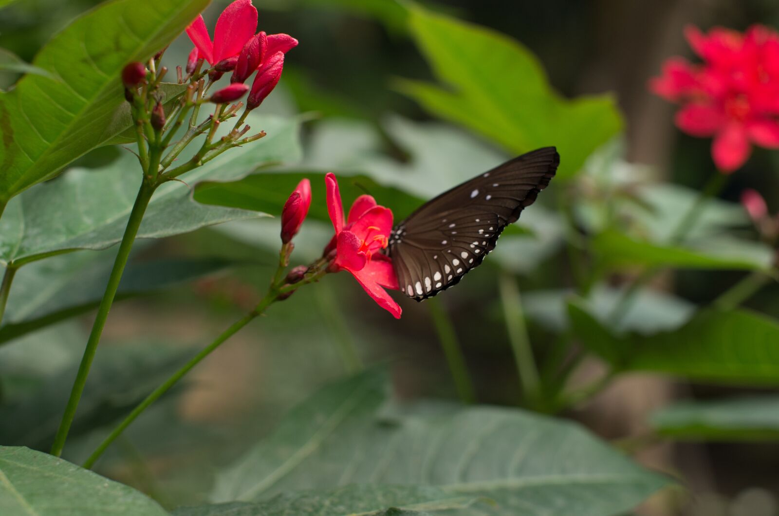 Pentax K-5 sample photo. Butterfly, flower, insects photography