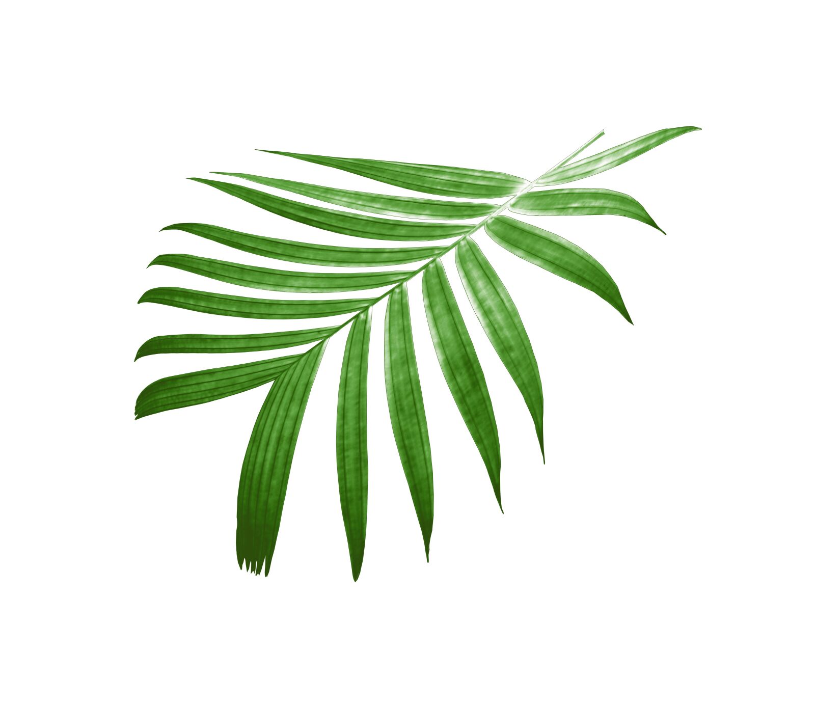 Canon EOS 700D (EOS Rebel T5i / EOS Kiss X7i) sample photo. Palm, leaf, foliage photography
