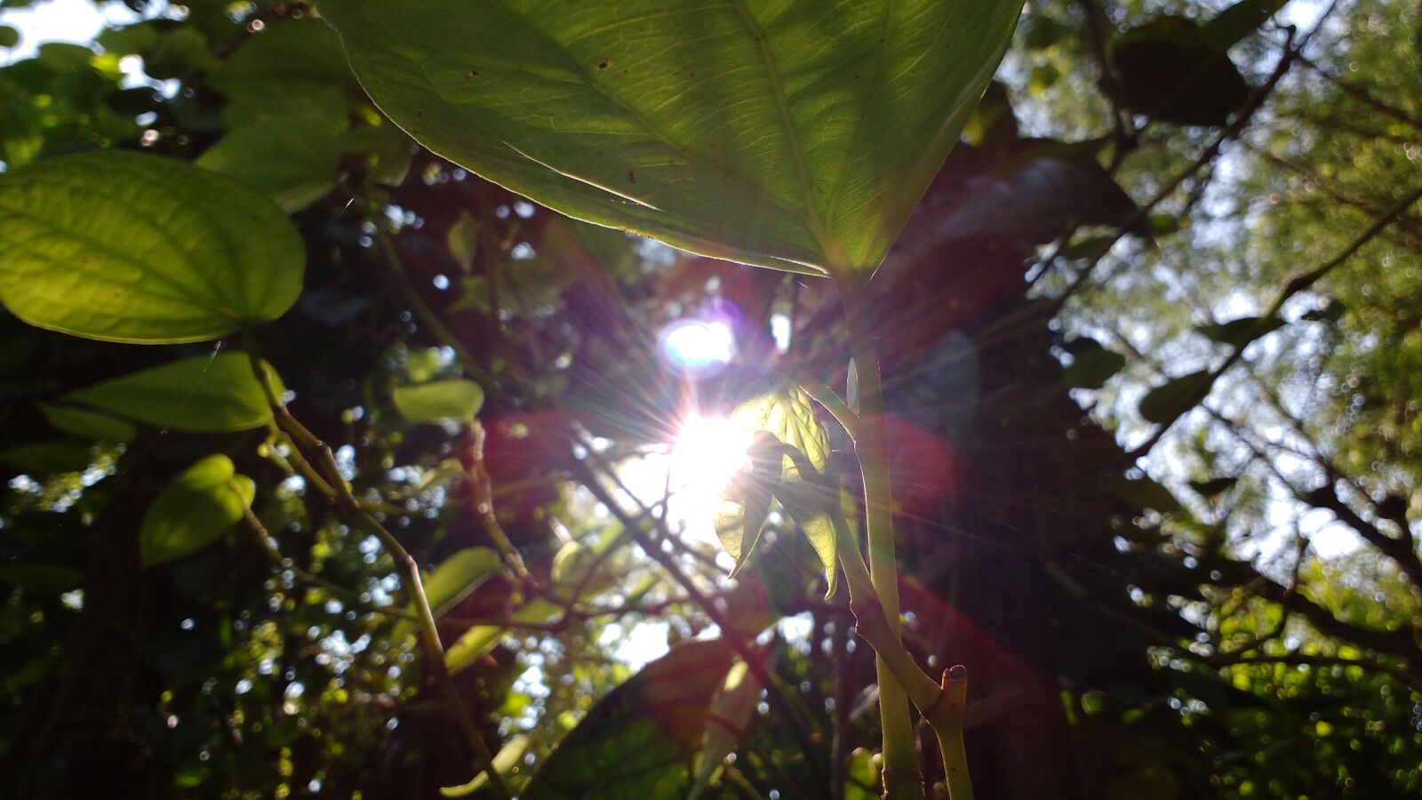 Motorola MotoG3 sample photo. Afternoon, beautiful, beautiful, flowers photography