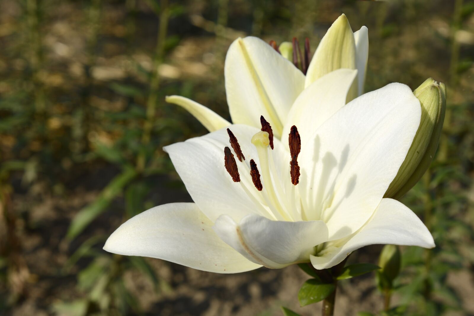Nikon D7100 sample photo. Lily, plant, blossom photography