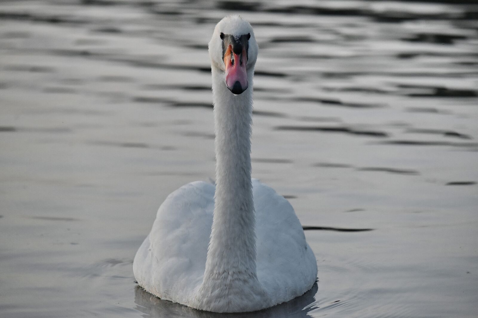 Nikon D5500 sample photo. Evening, swan, waterfowl, lake photography