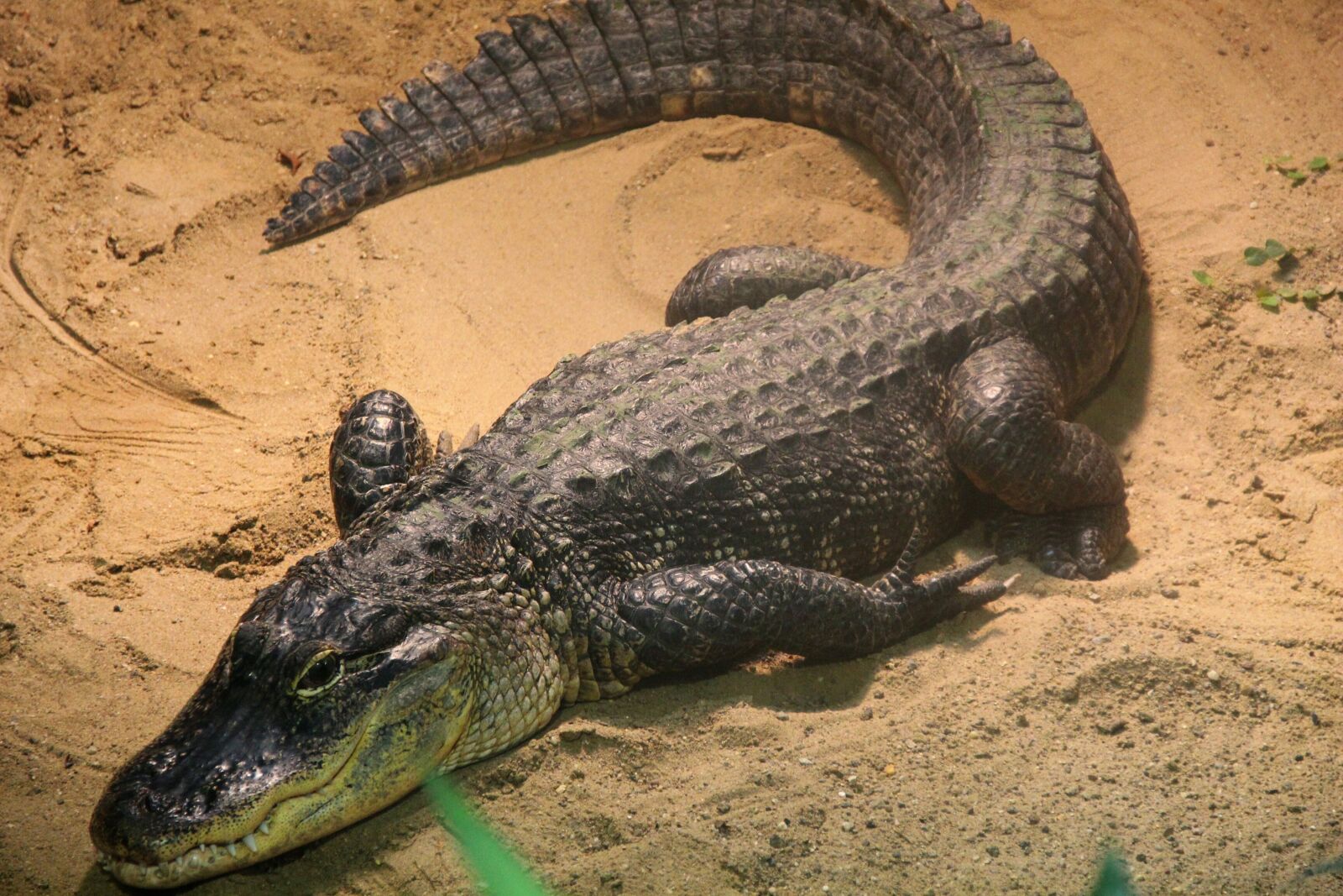 Canon EOS 700D (EOS Rebel T5i / EOS Kiss X7i) sample photo. Crocodile, reptile, alligator photography