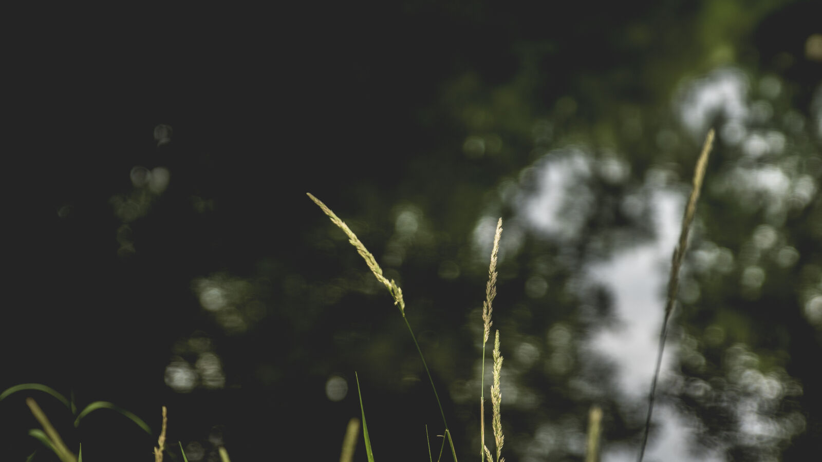 24-70mm F2.8-2.8 SSM sample photo. Blade, of, grass, grass photography
