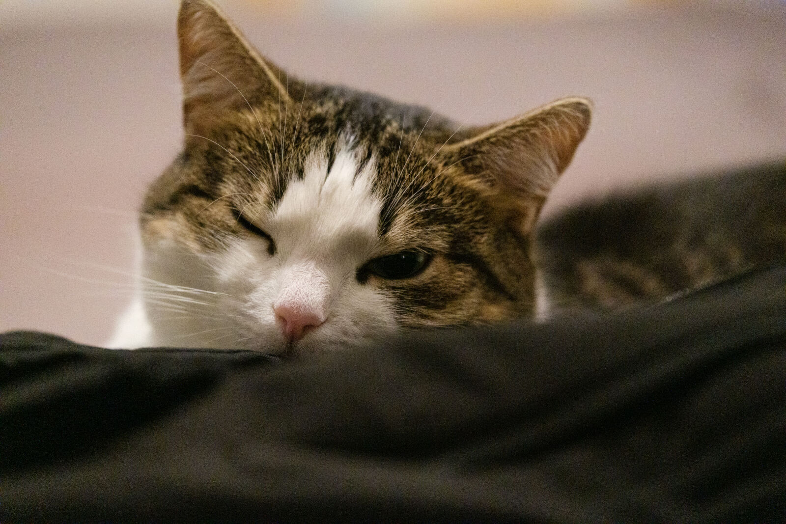 Fujifilm XF 50-140mm F2.8 R LM OIS WR sample photo. High iso cat photography