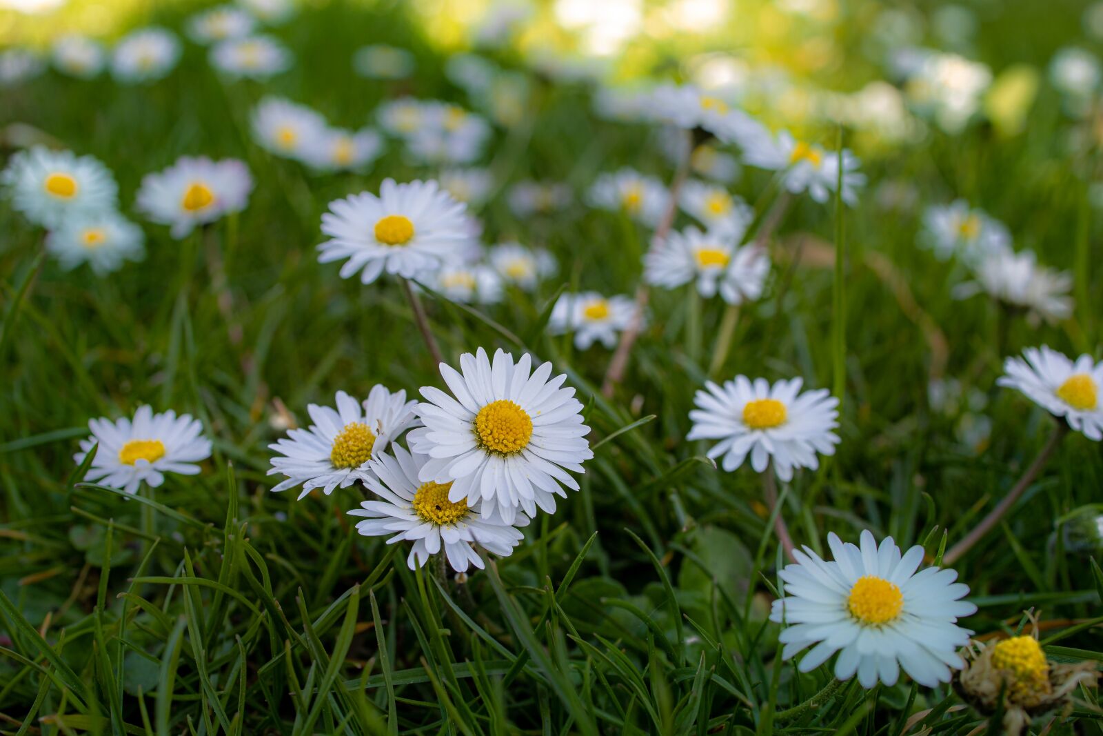 Canon RF 35mm F1.8 IS STM Macro sample photo. Daisy, meadow, spring photography