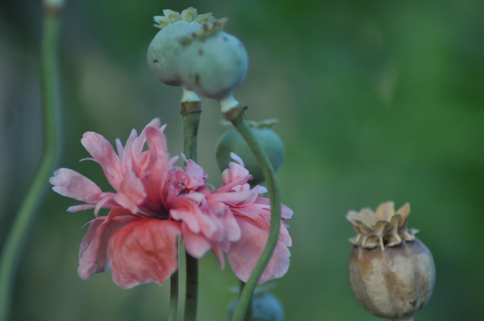 Nikon D90 sample photo. Flowers, seasons, stages photography