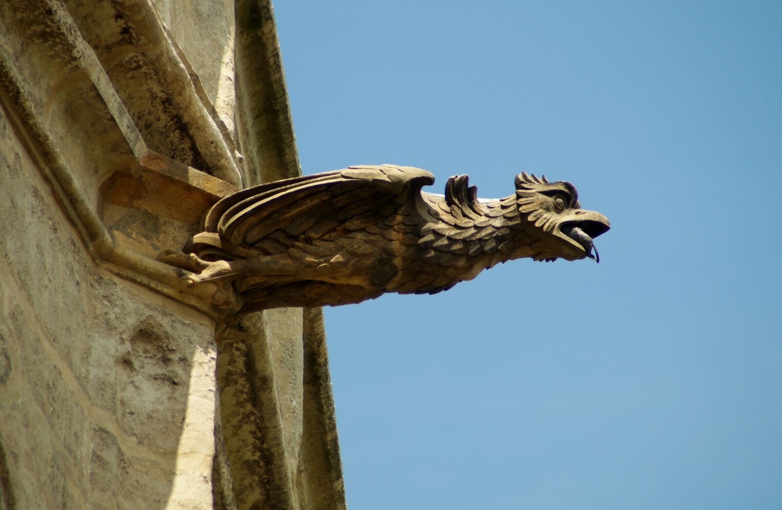 Sony SLT-A37 sample photo. Bird, sky, outdoors photography
