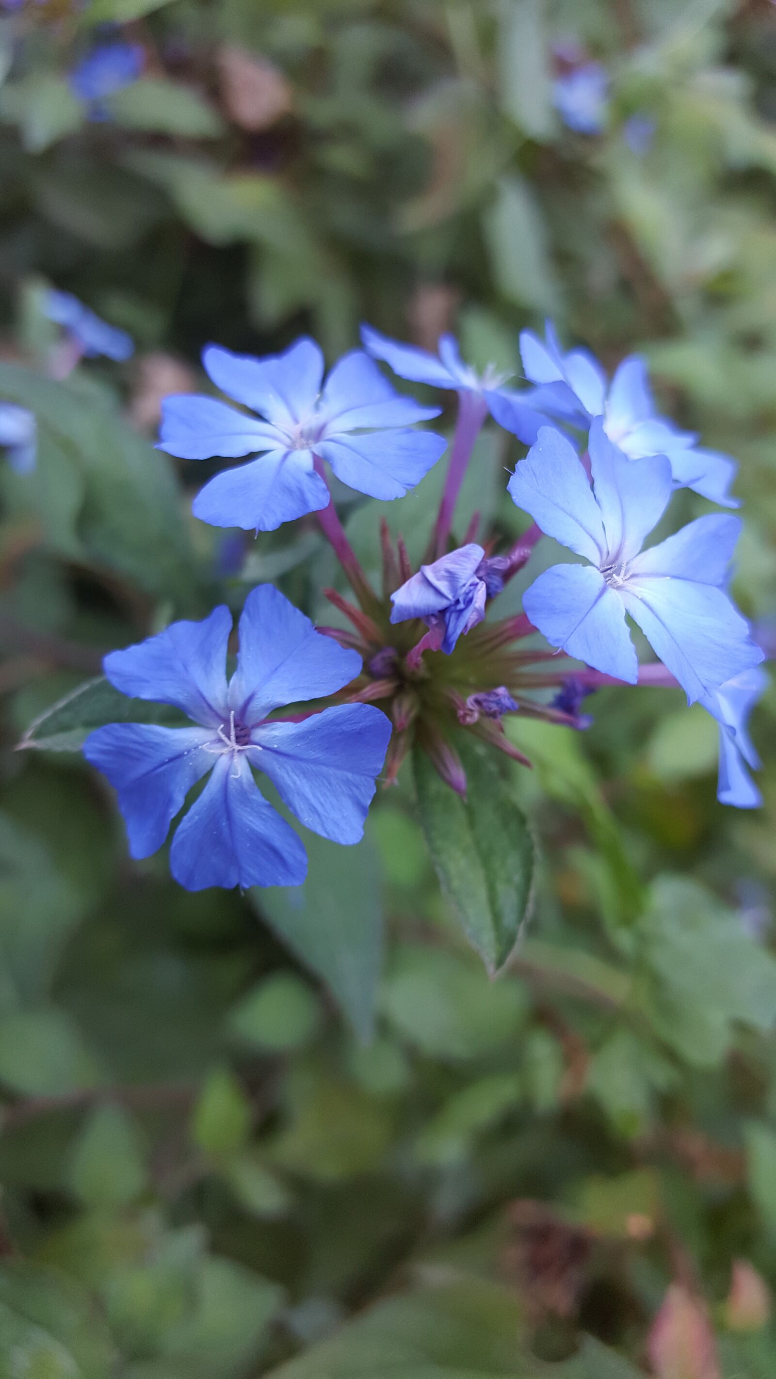 Samsung Galaxy S6 sample photo. Flower, spring, flowers photography