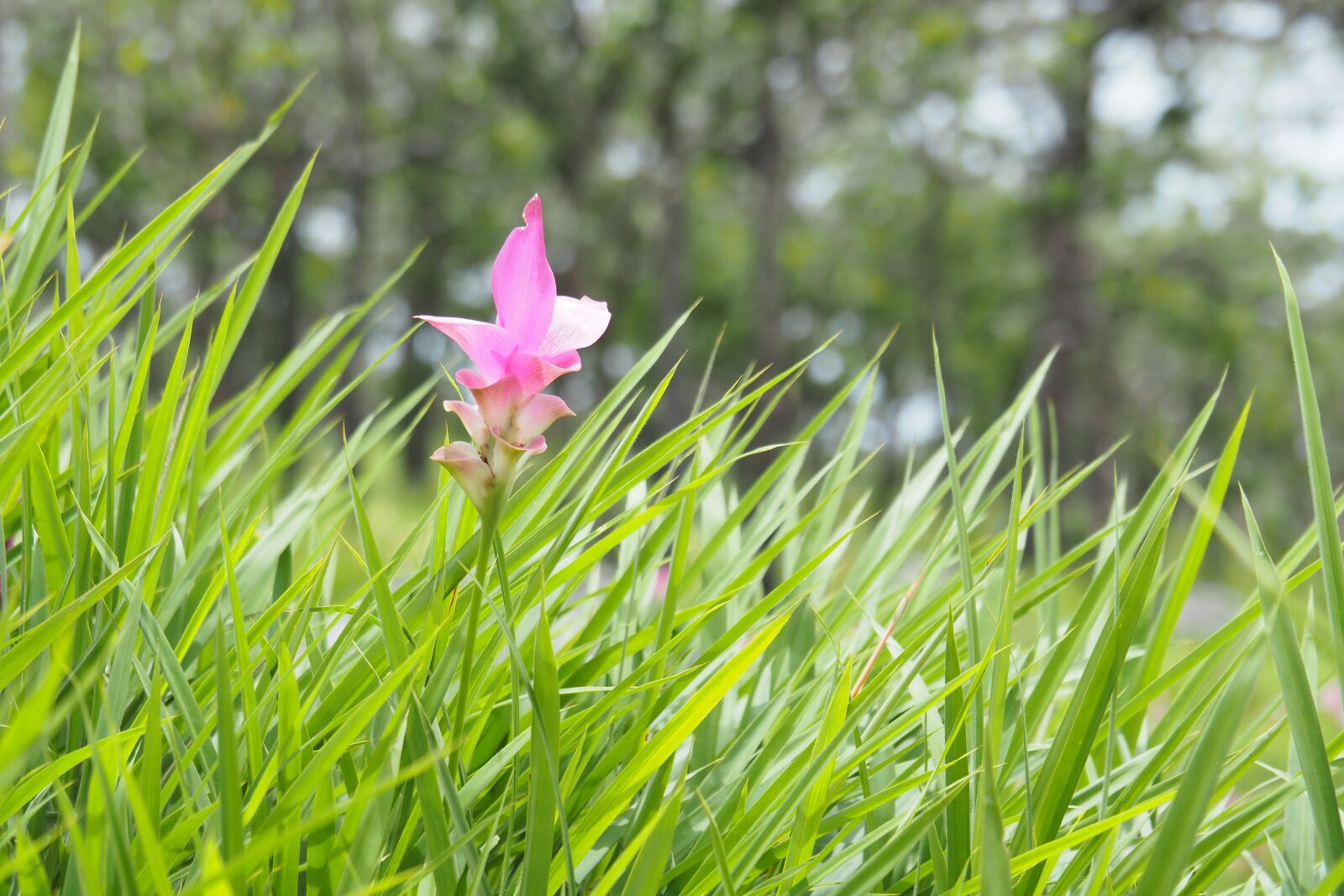 Olympus PEN E-PL7 sample photo. Flower, grass, green photography