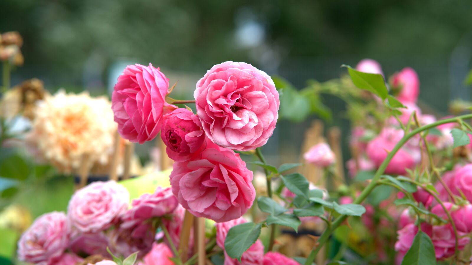 Sony a7 II + Sony FE 85mm F1.8 sample photo. Rose, flower, pink photography