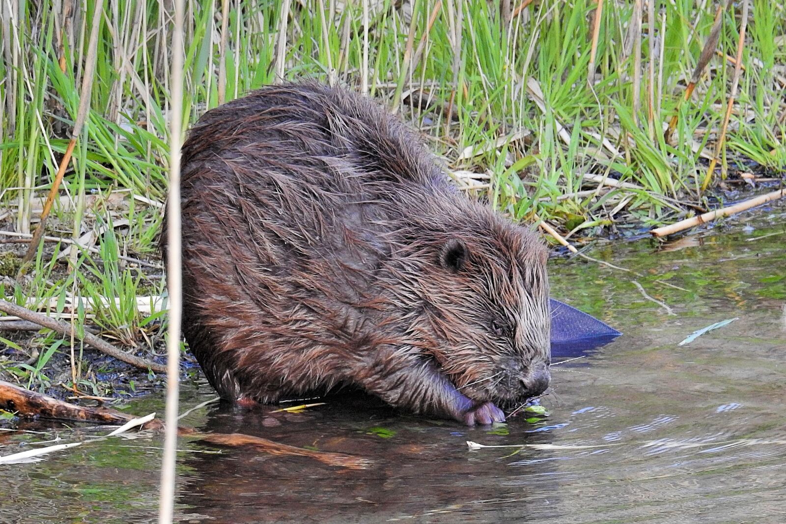 Nikon Coolpix P900 sample photo. Beaver, nature, animal world photography
