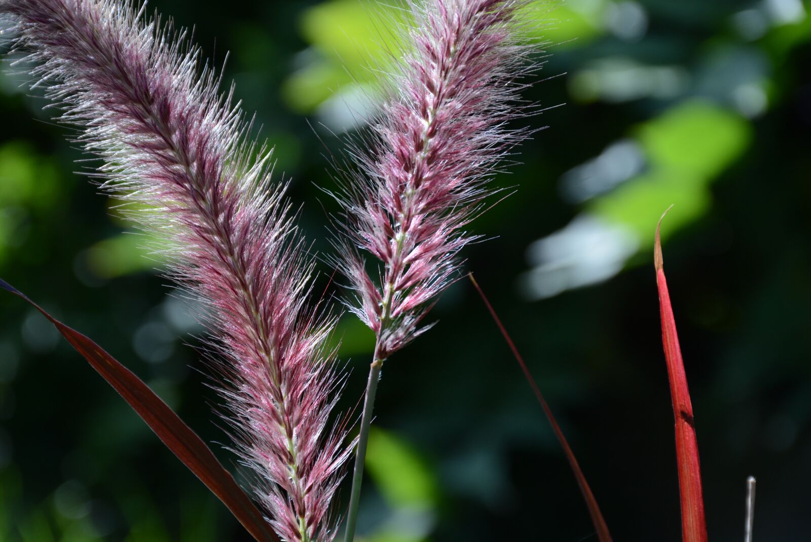 Nikon D7100 sample photo. Grass, purple, flowers photography