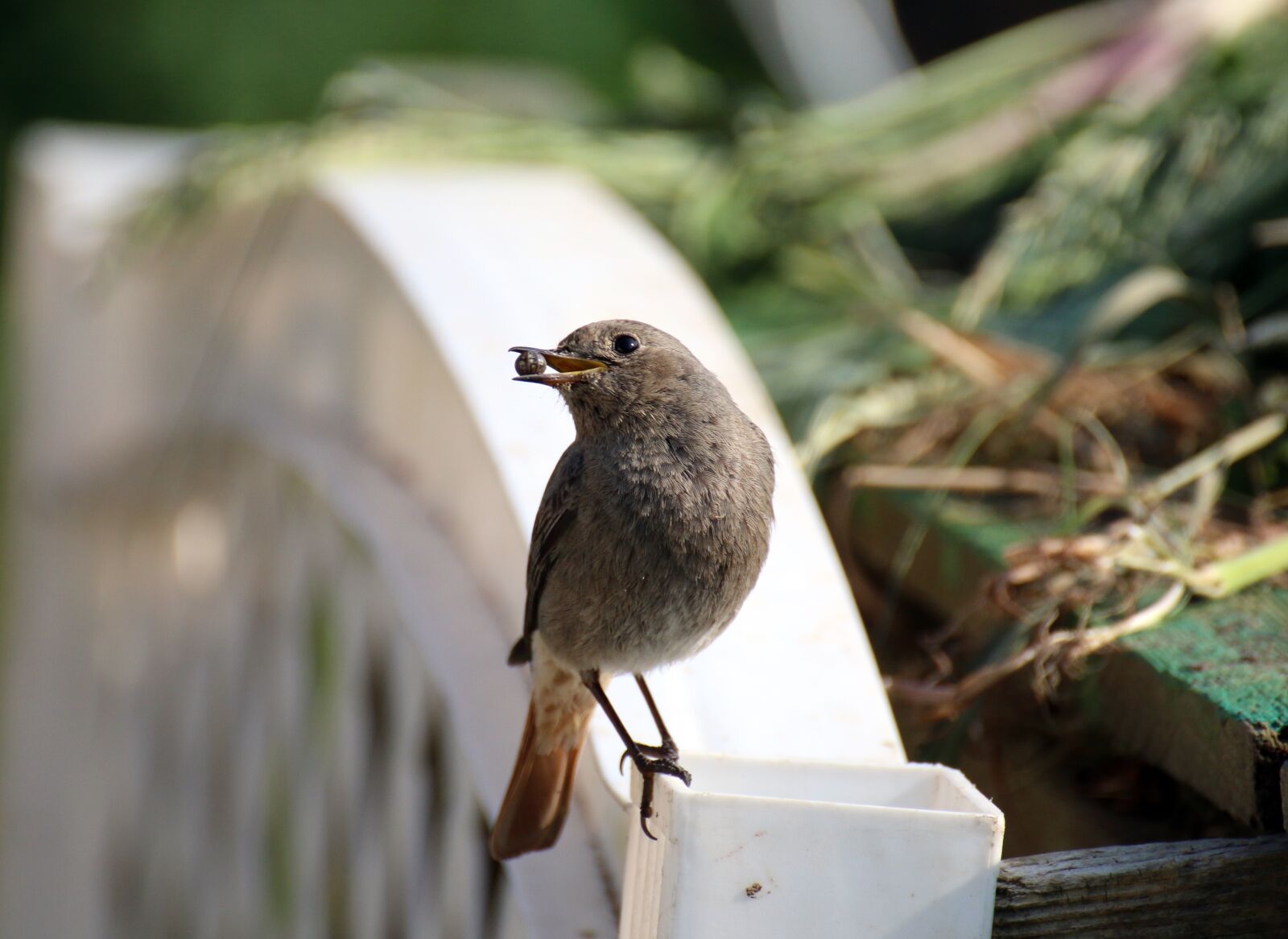 Canon EOS 70D sample photo. Black redstart, bird, female photography