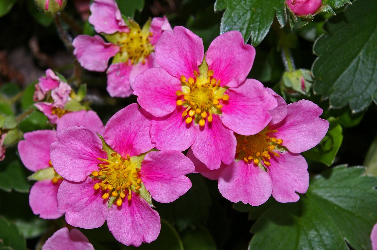 Pentax *ist DL2 sample photo. Ground cover, ornamental strawberry photography