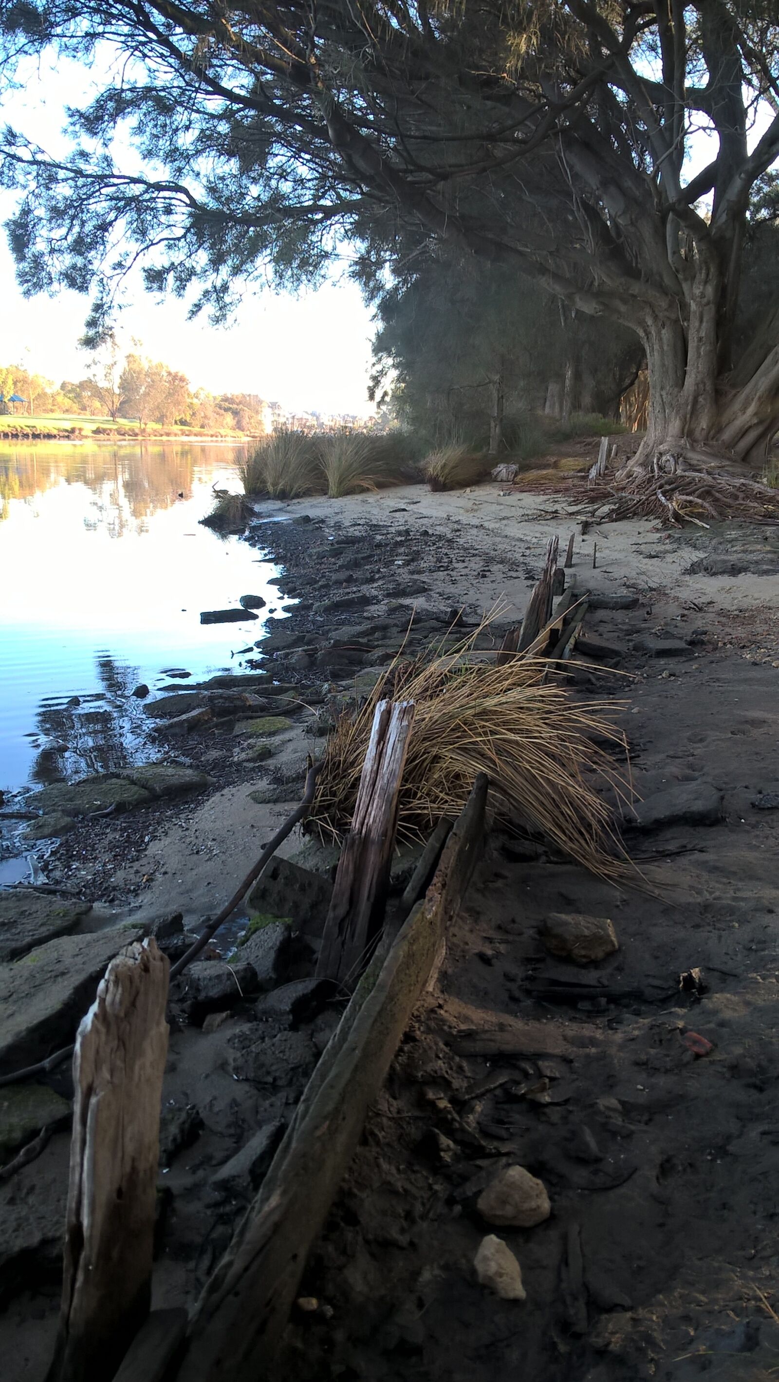 Microsoft Lumia 640 LTE sample photo. Aquatic, plants, reeds, river photography