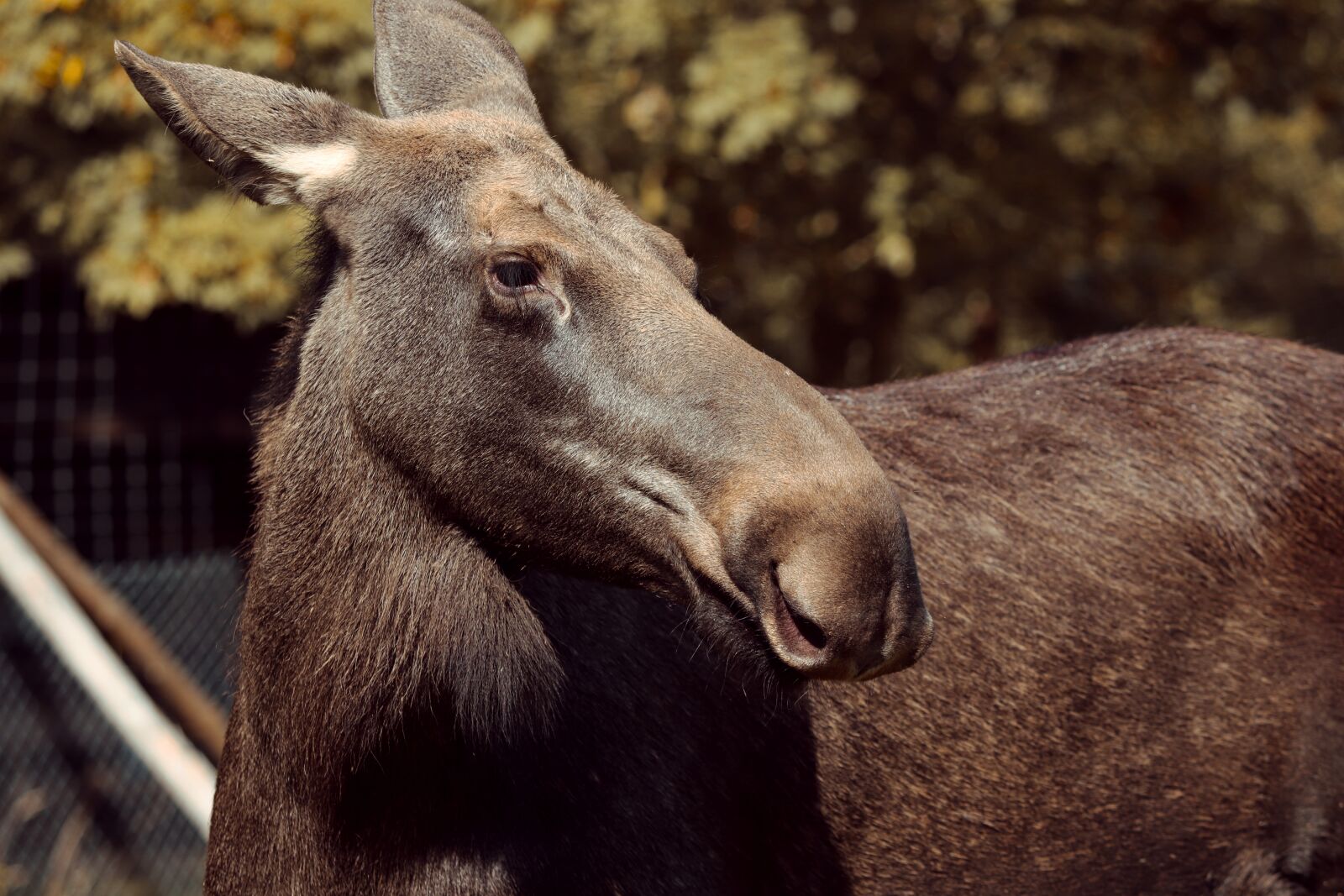 Canon EOS 200D (EOS Rebel SL2 / EOS Kiss X9) sample photo. Moose, alces alces, doe photography