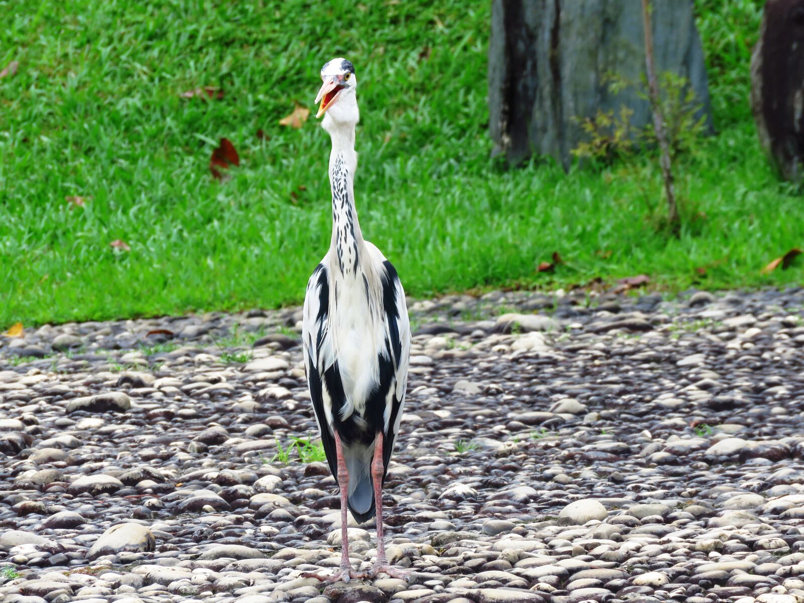 Canon PowerShot SX60 HS sample photo. Heron bird, bird, nature photography