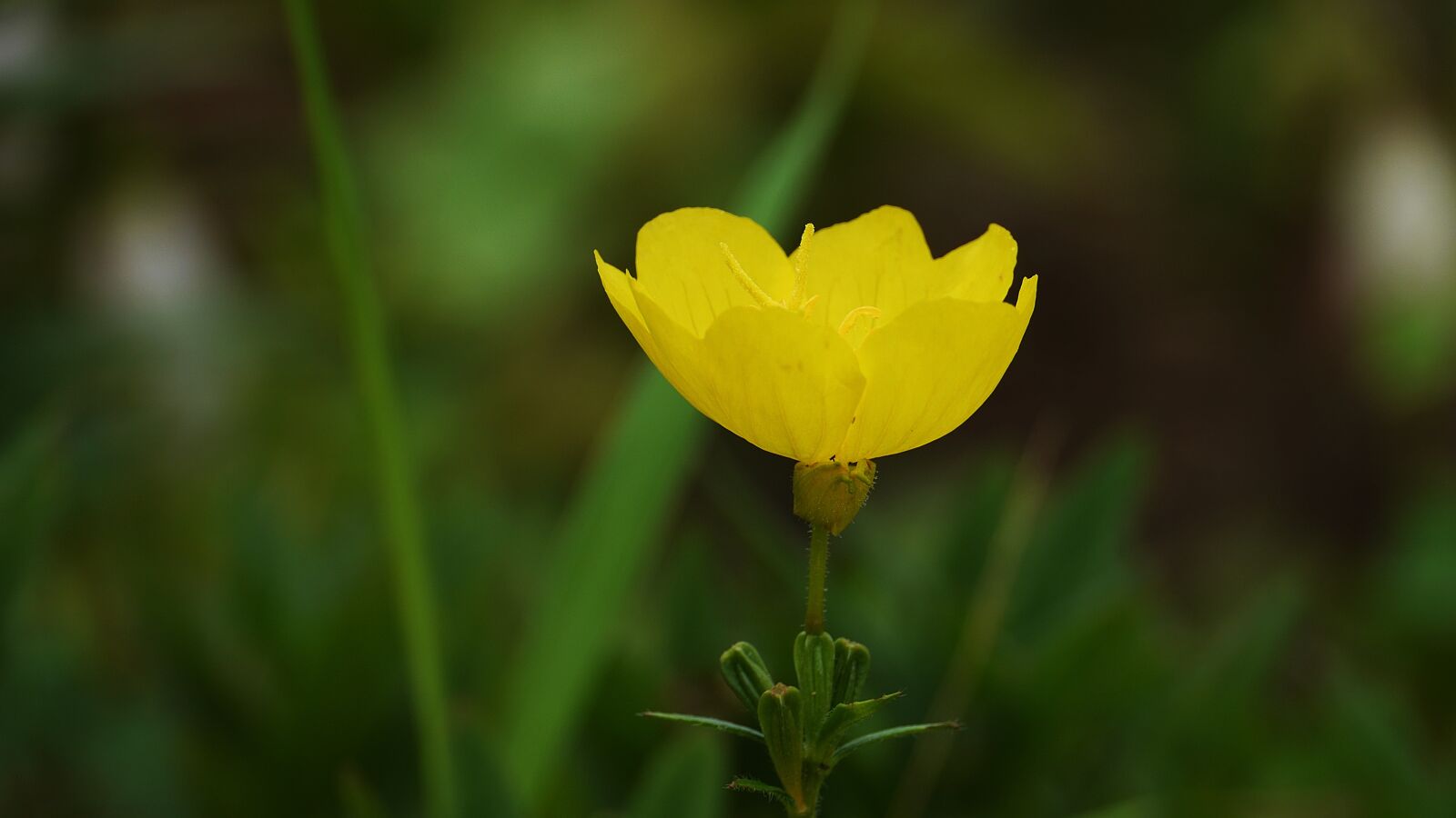Panasonic Lumix DMC-GH3 sample photo. Yellow, flowers, nature photography