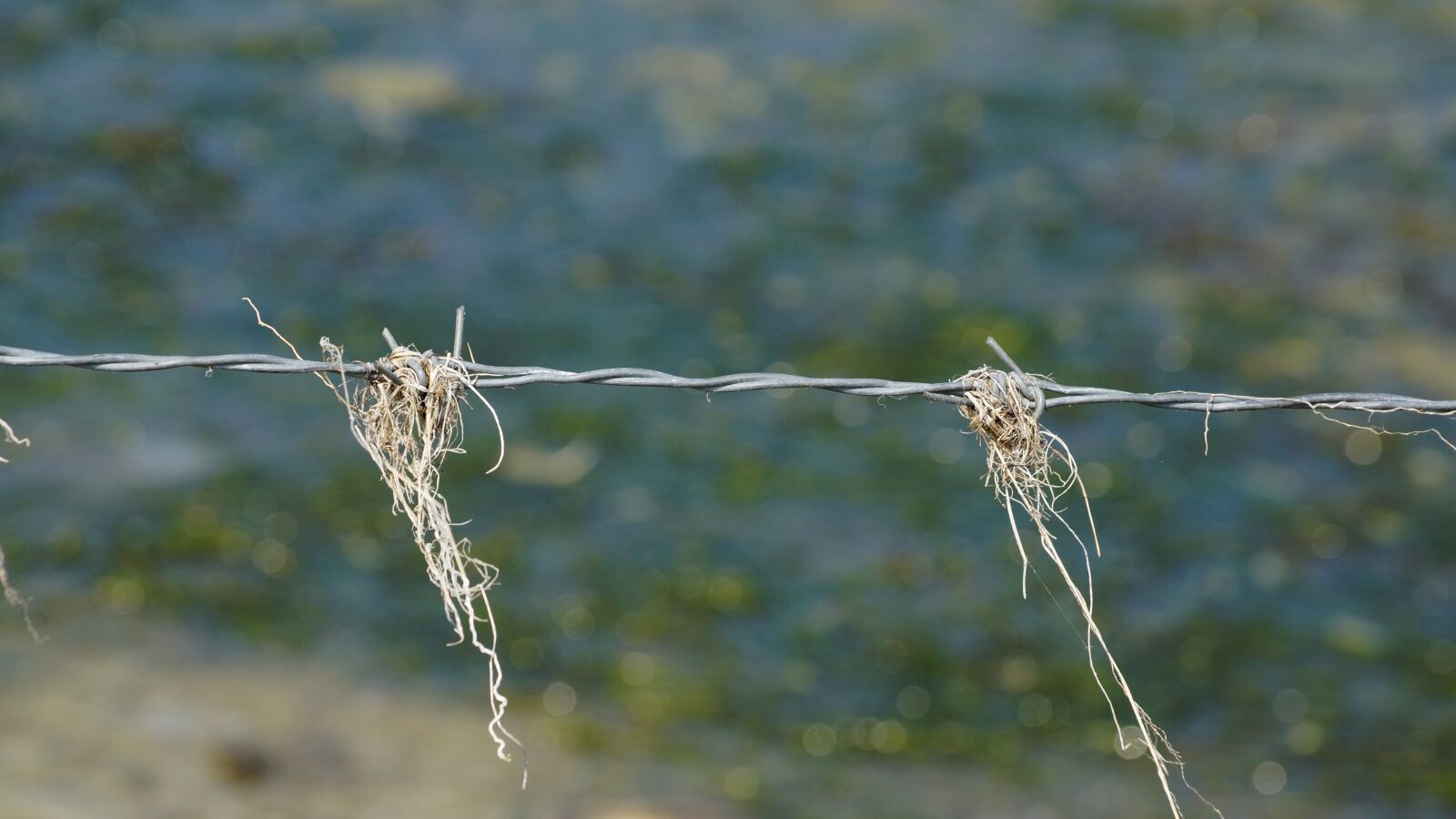Sony SLT-A65 (SLT-A65V) sample photo. Barbed wire, hay, straw photography