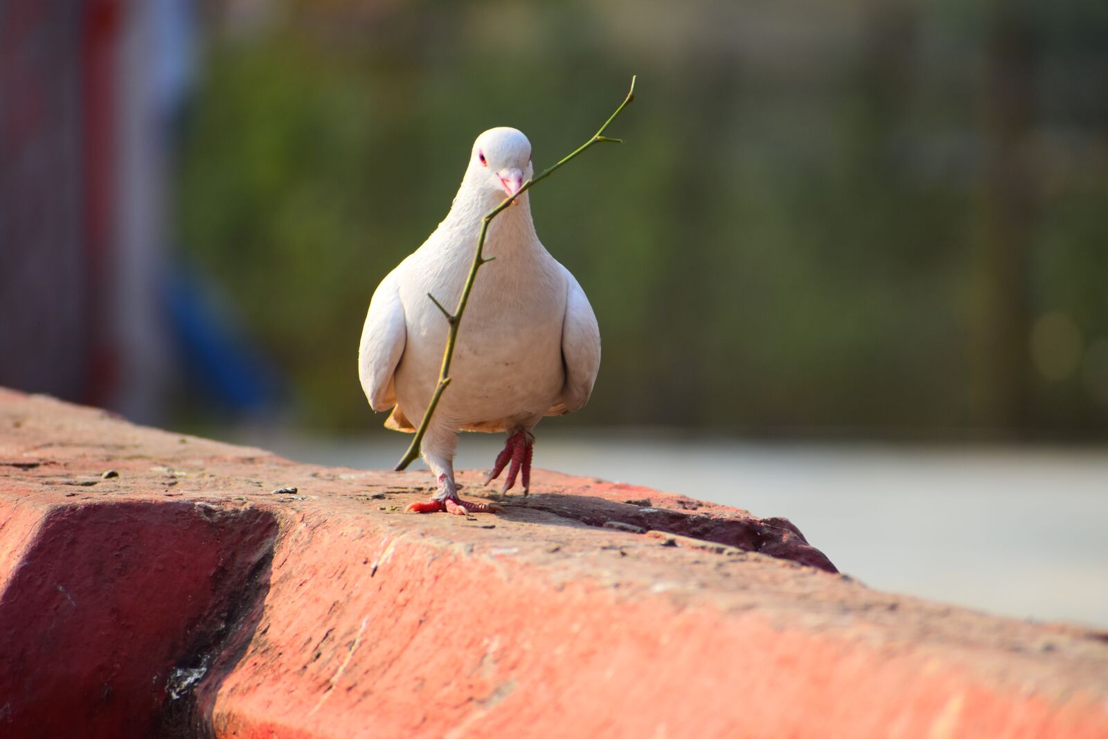 Nikon D5600 sample photo. Bird, nature, outdoors photography
