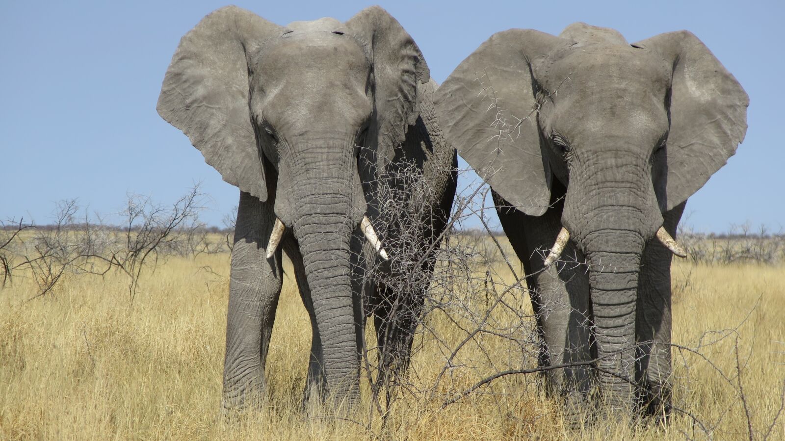 Canon PowerShot G16 sample photo. Africa, elephant, namibia photography