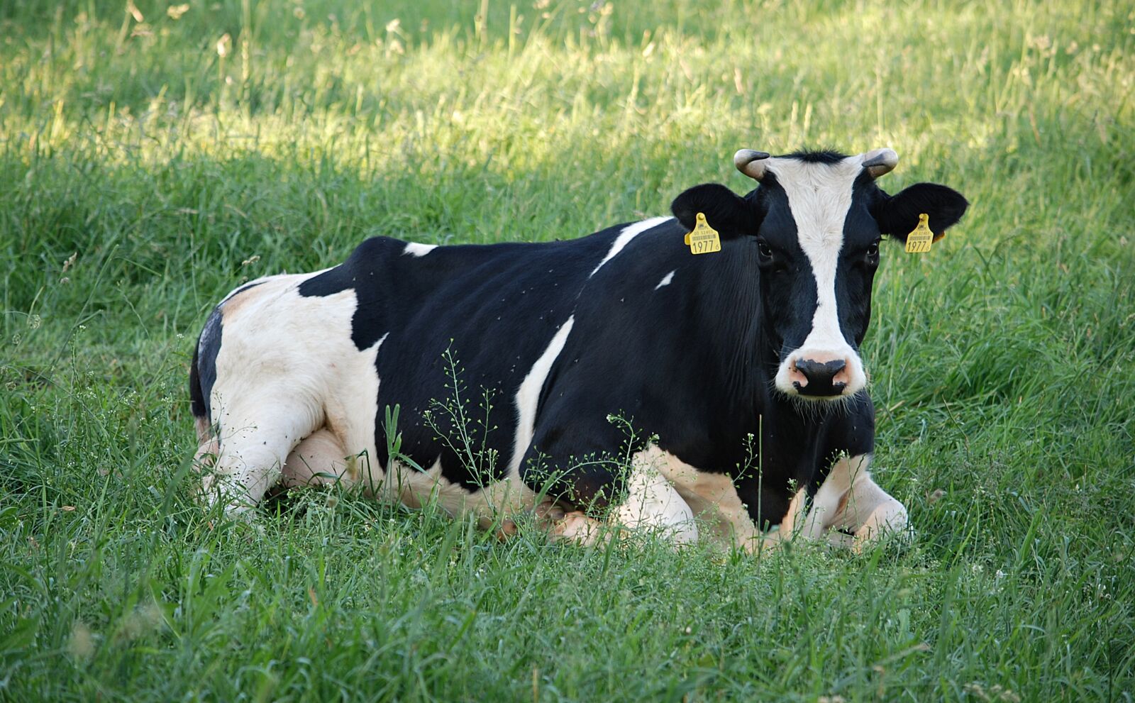 Nikon D80 sample photo. Cow, meadow, cows photography