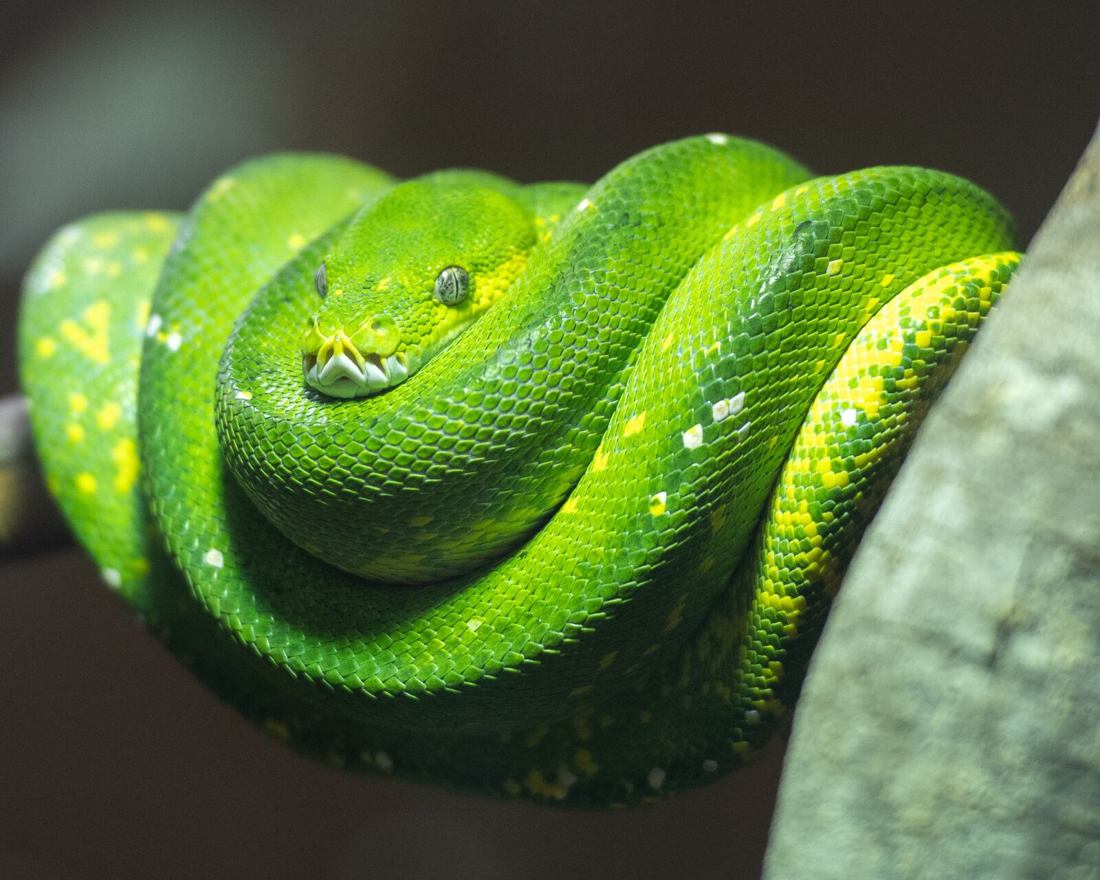 Nikon D500 sample photo. Python, green tree python photography