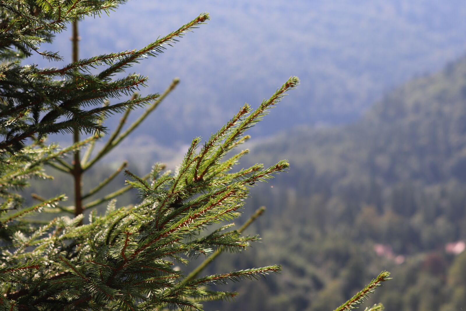 Canon EF 70-300 F4-5.6 IS II USM sample photo. Tree, forest, mountain photography